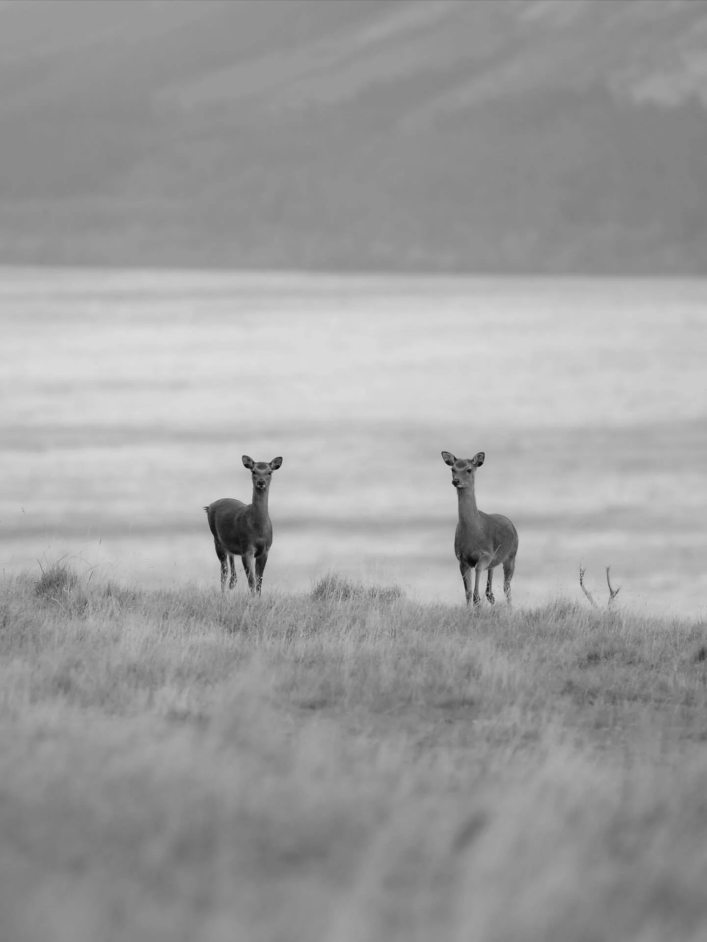 Shy Animals
.
#Scotland #Discoverscotland #Visitscotland #scottishhighlands #cewephotoaward #wildlife
#sonyalpha #couplegoals #autumn #couplewhotravel #outlander #harrypotter #roadtrip #sweaterweather #simplyscotland #landscapephotography #b&amp;w