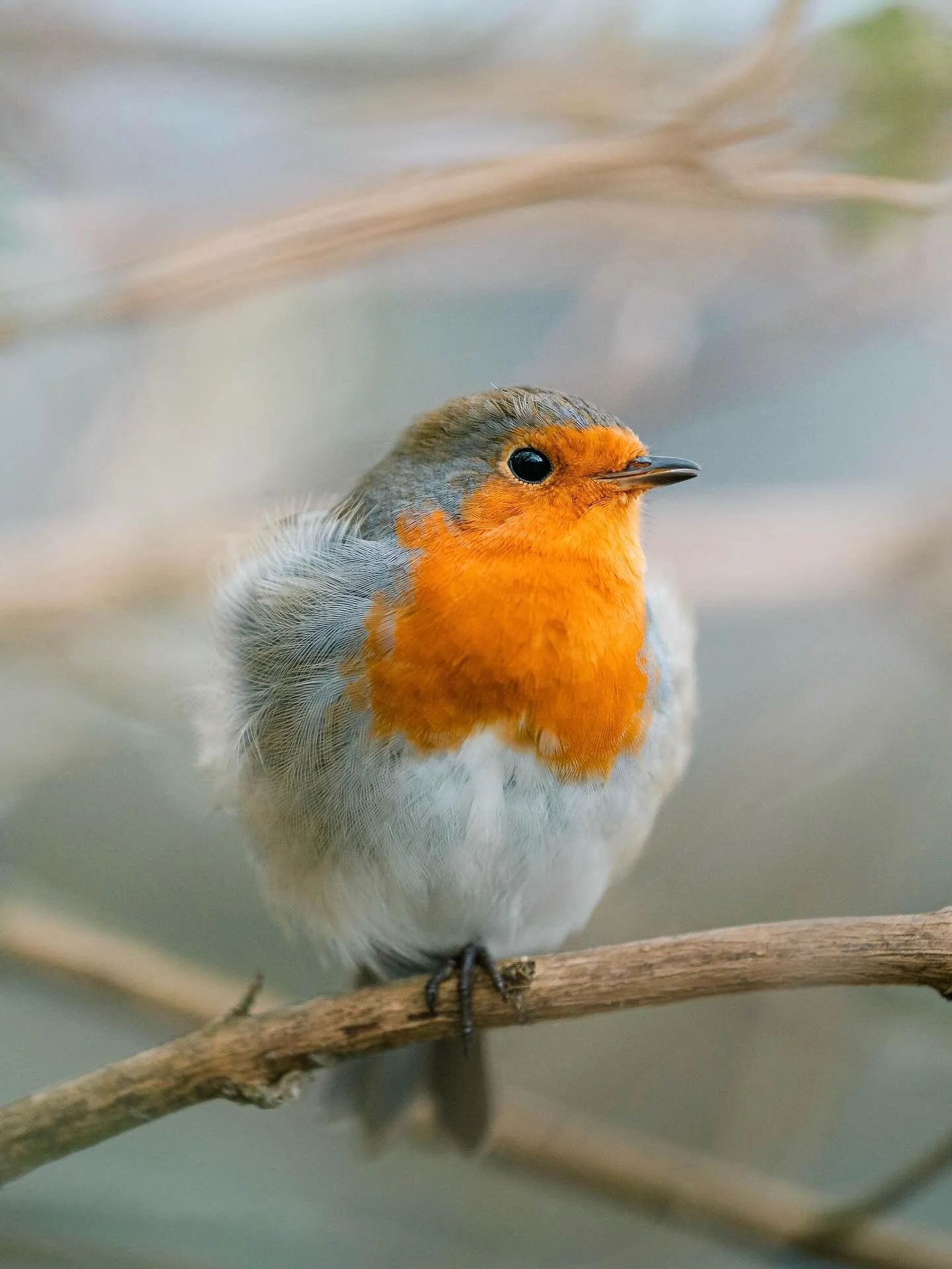 silence
.
#Scotland #Discoverscotland #Visitscotland #scottishhighlands #cewephotoaward #wildlife
#sonyalpha #couplegoals #autumn #couplewhotravel #outlander #harrypotter #roadtrip #sweaterweather #autumncolors #simplyscotland #landscapephotography