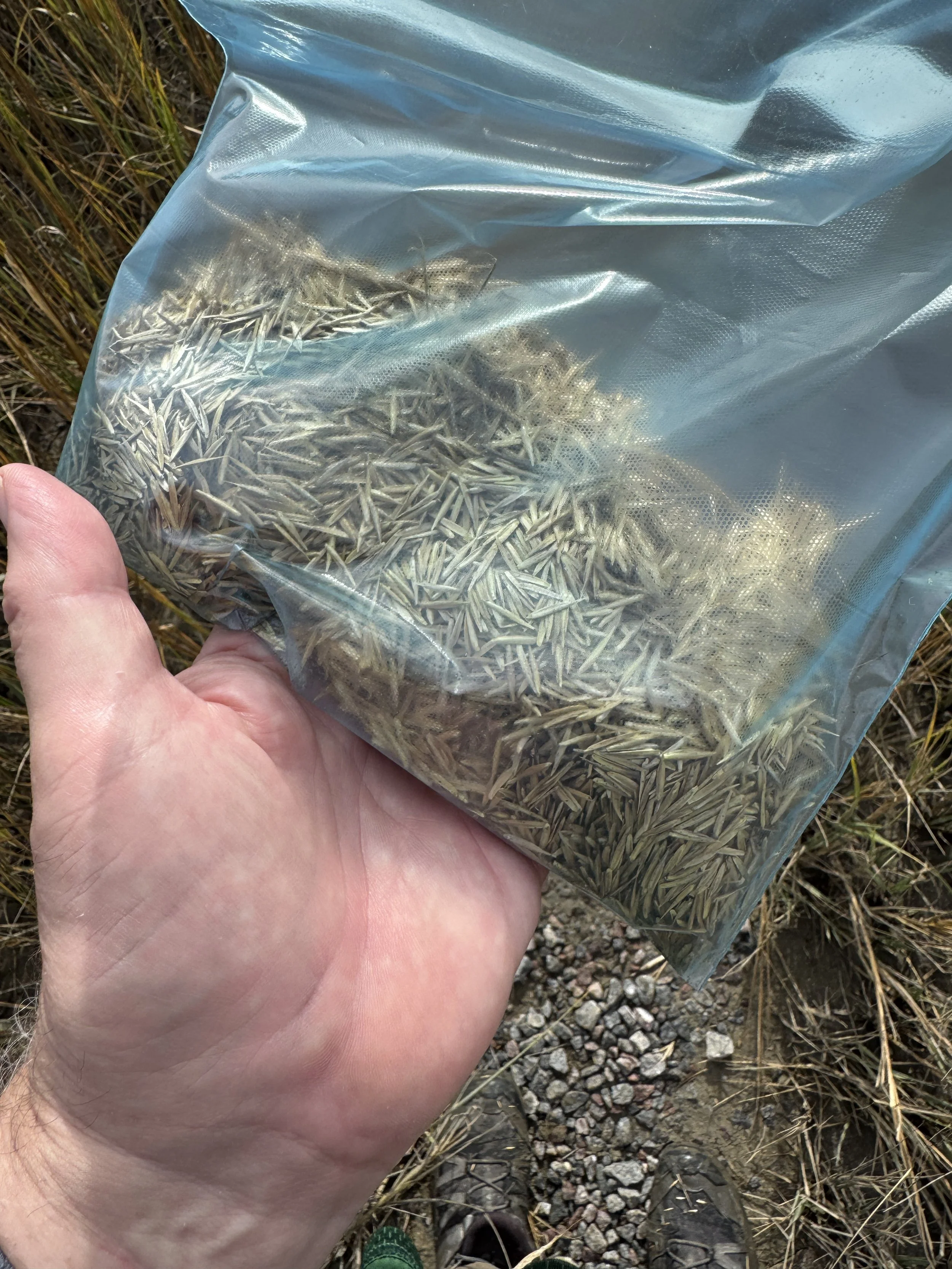 seedlings of marsh grass Spartina alterniflora