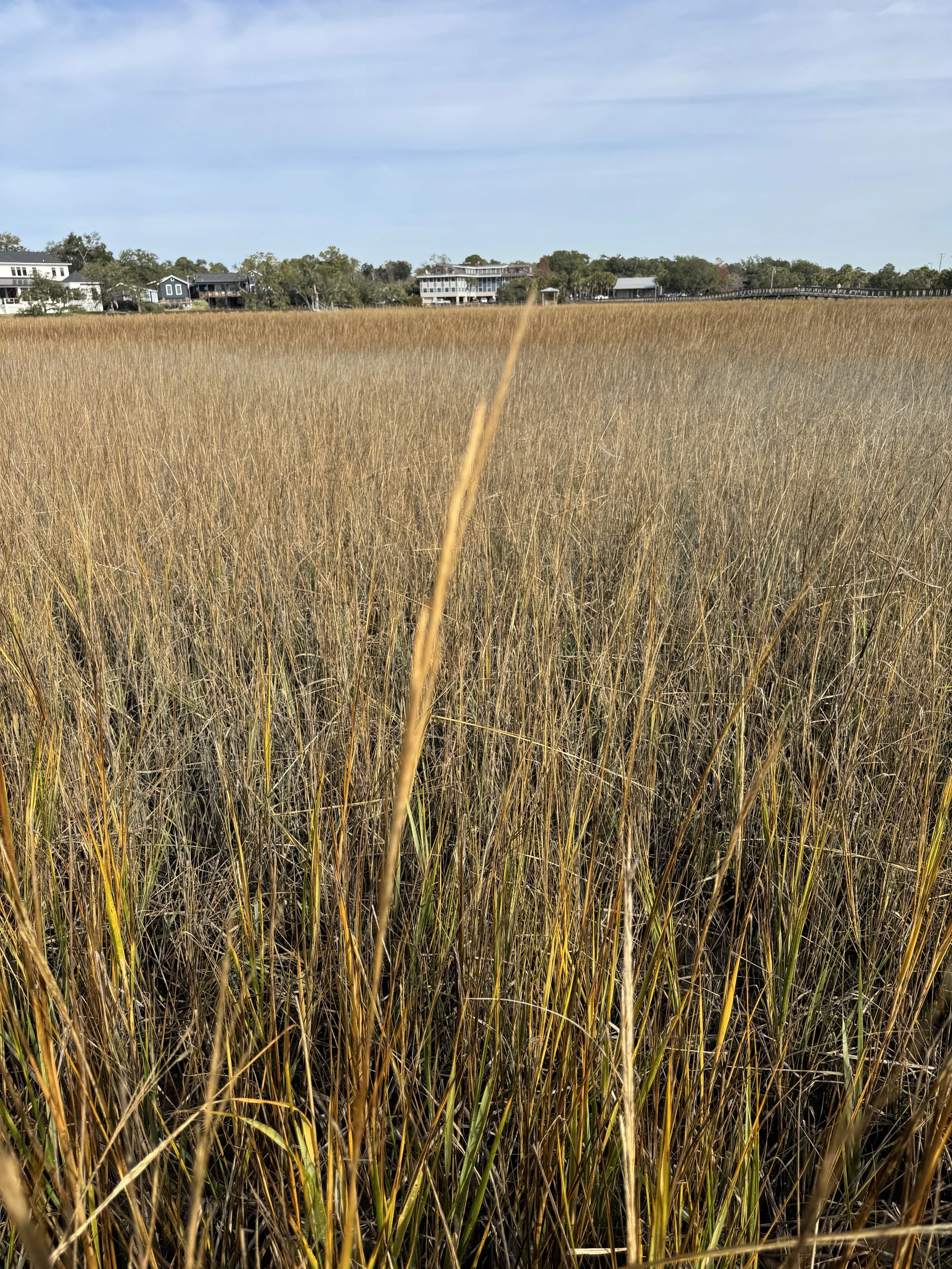 Marsh grasses at Shem Creek Boardwalk