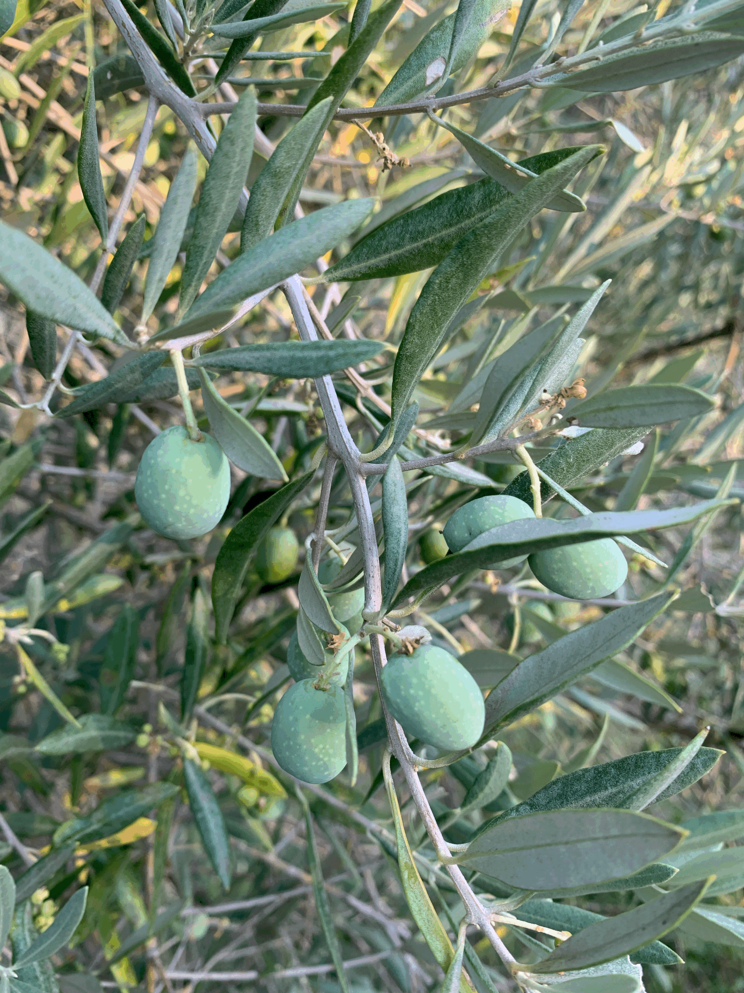 Les huiles dans nos assiettes
