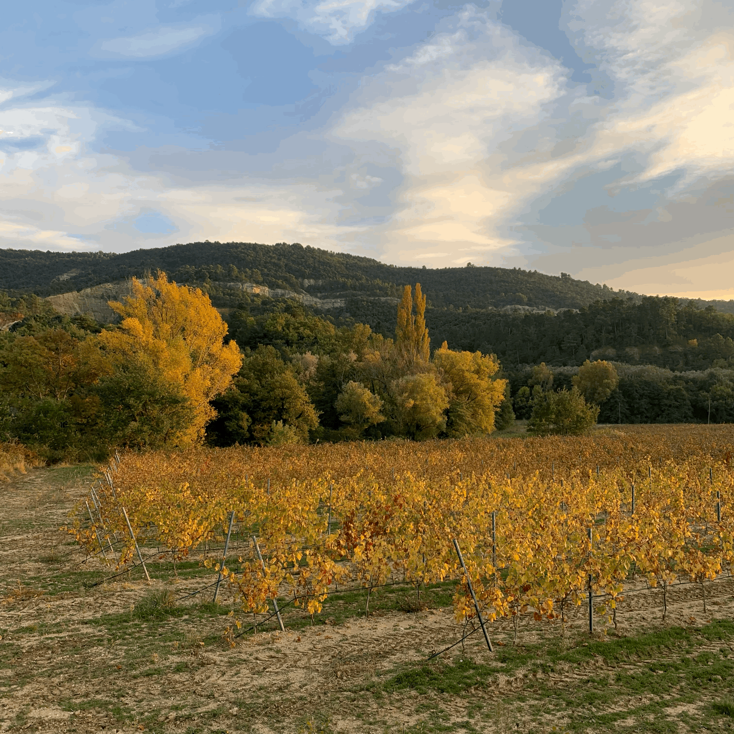 Mes conseils naturo d’automne