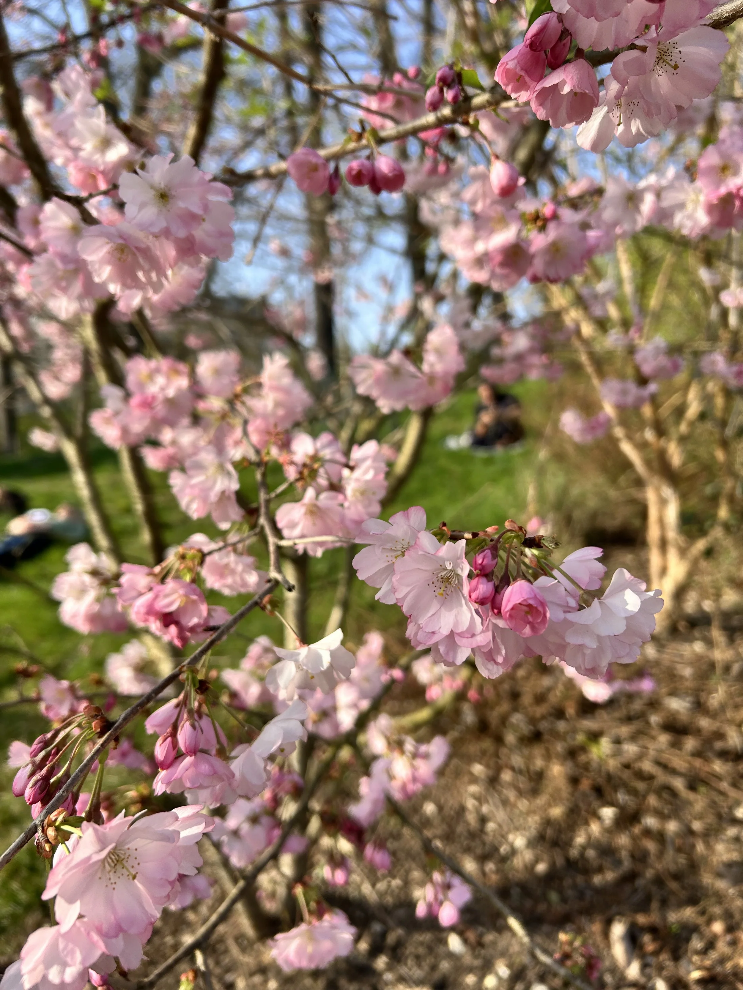 Un printemps