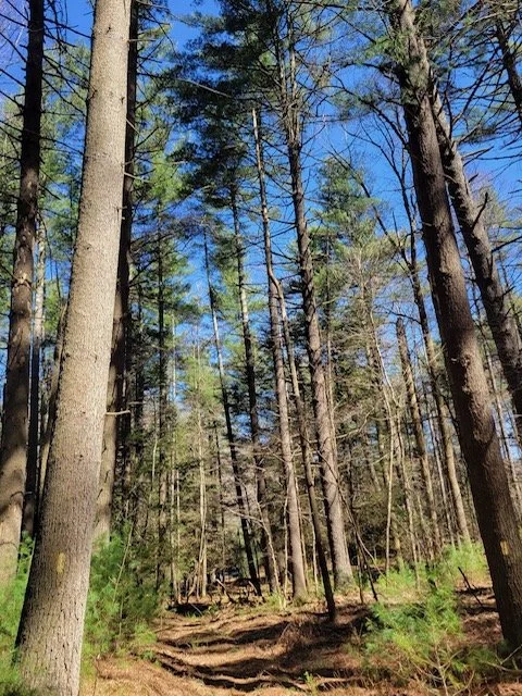 Allegheny Trail Sections — Allegheny Trail