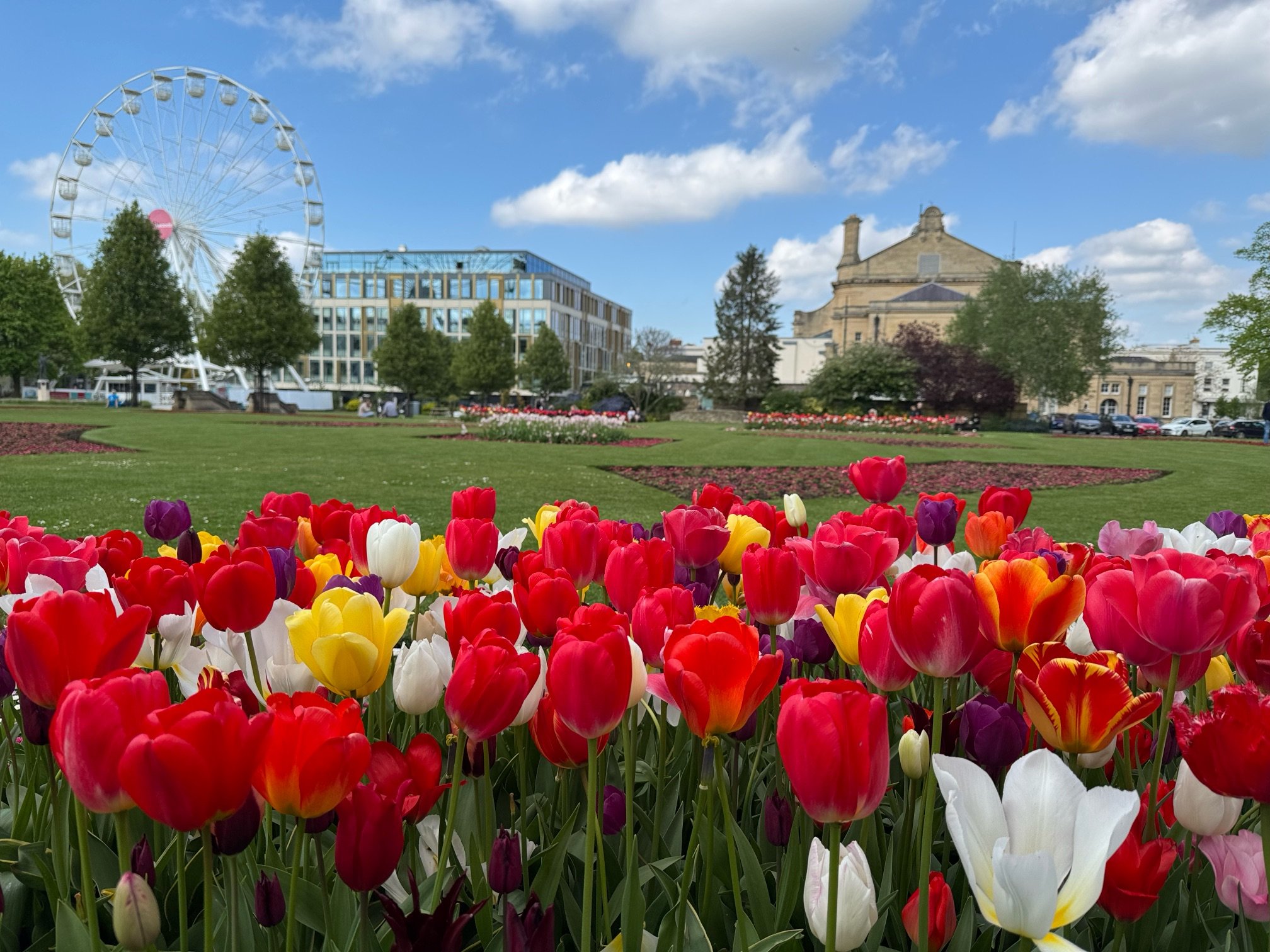 Tulips at Imperial Gardens