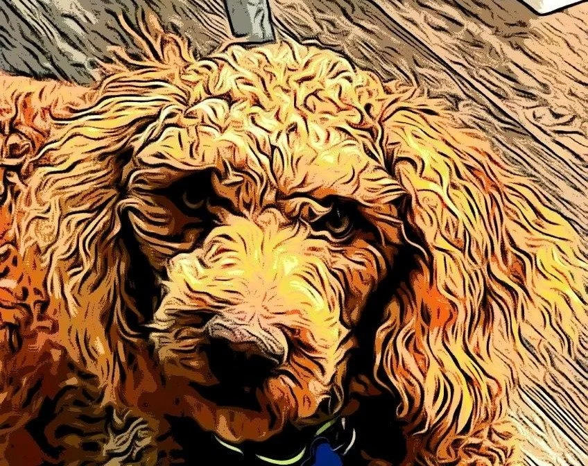 Buddy's Page — Lines Labradoodles