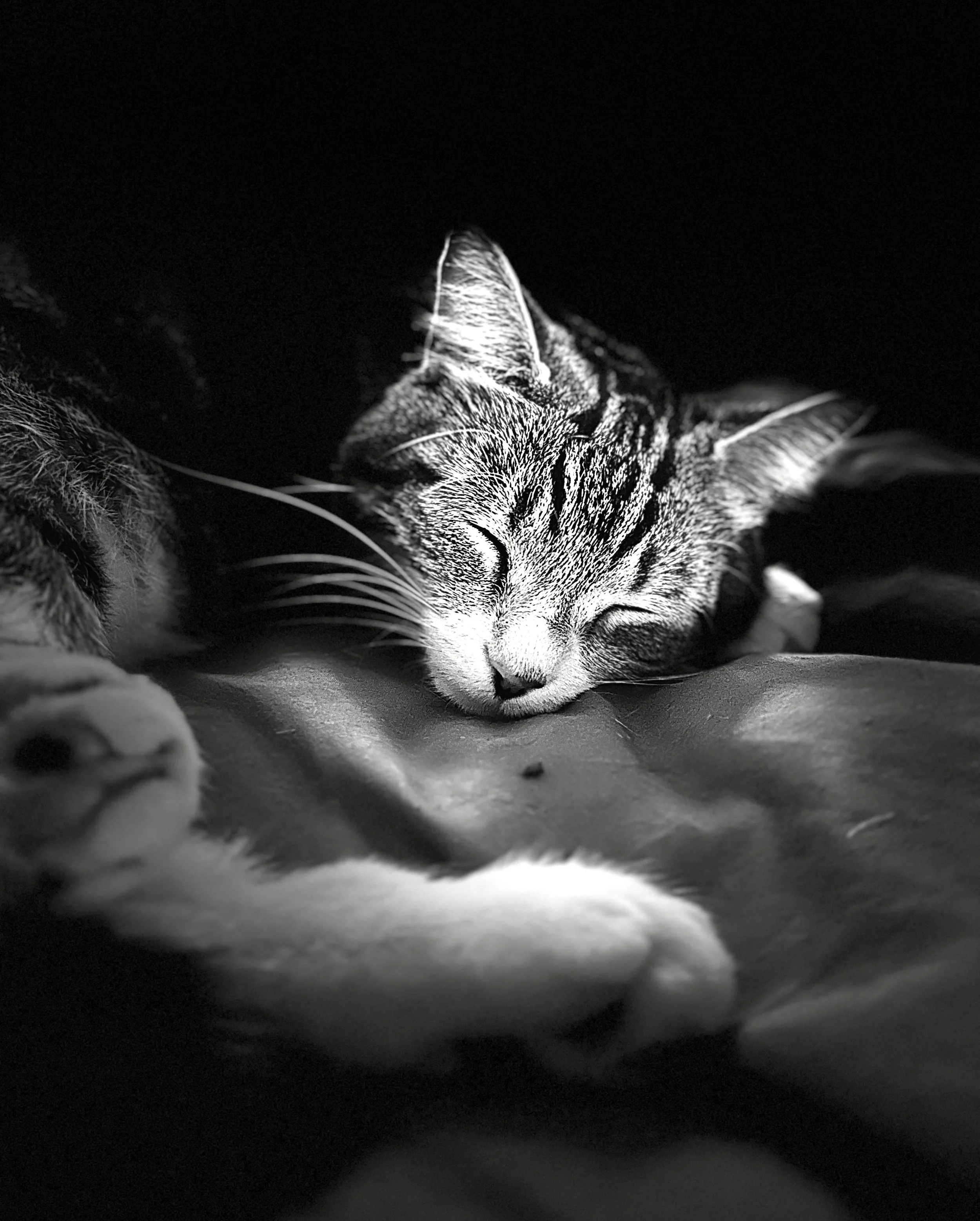 Zen   St-Thecle, Canada