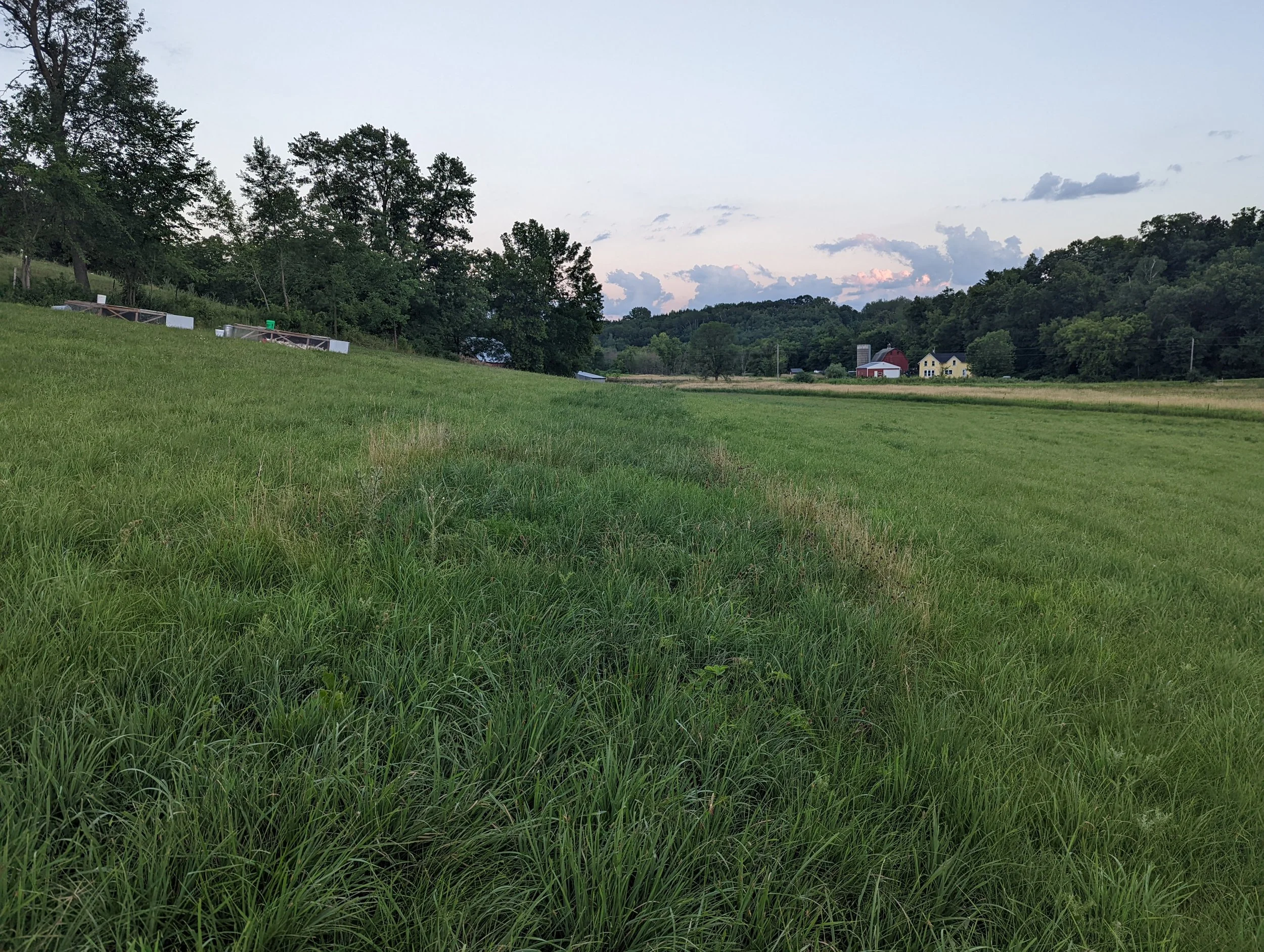 Broiler Chicken impact on pasture