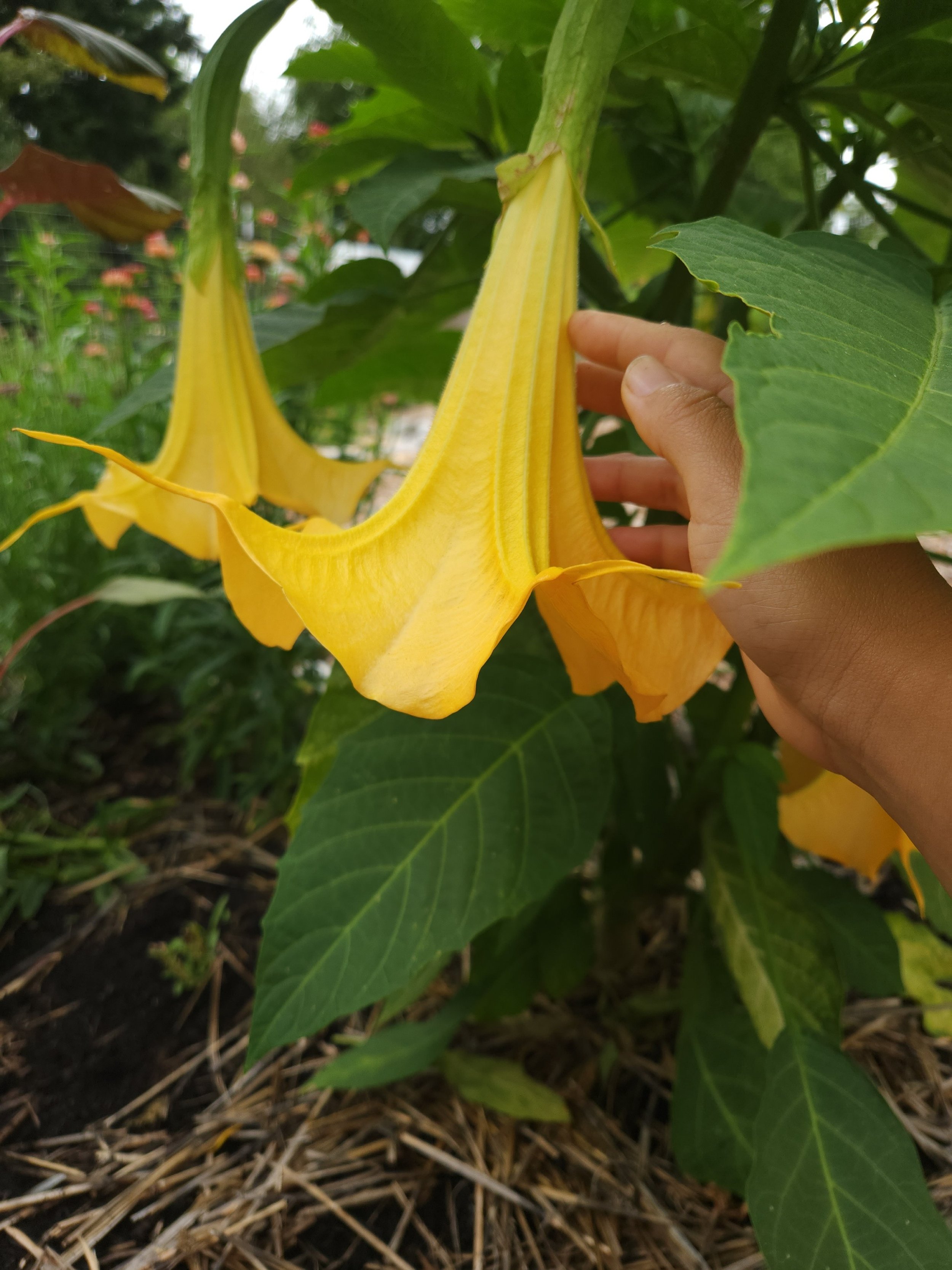 processed_20230808_101513.jpg