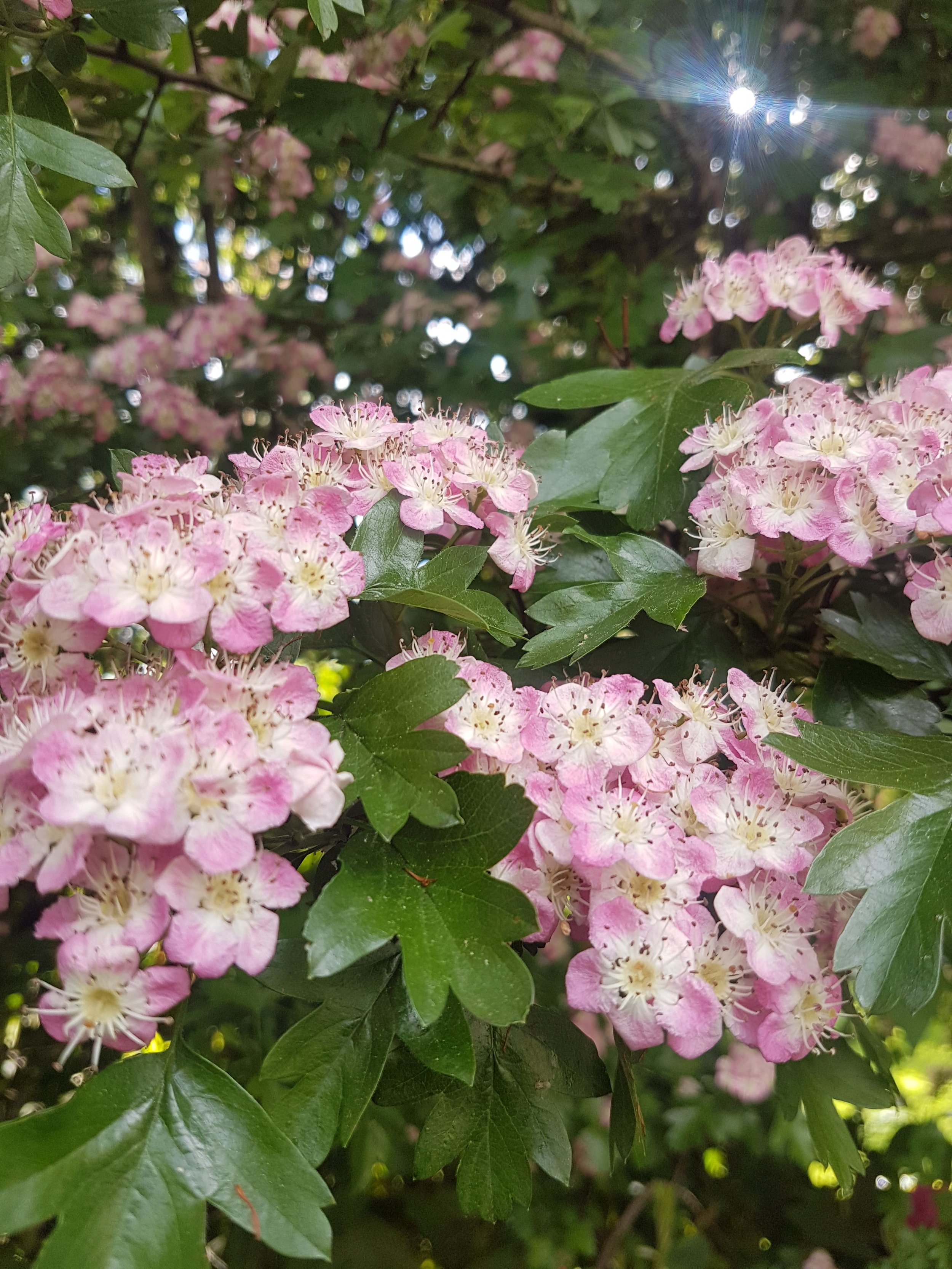 hawthorn flowers.jpg