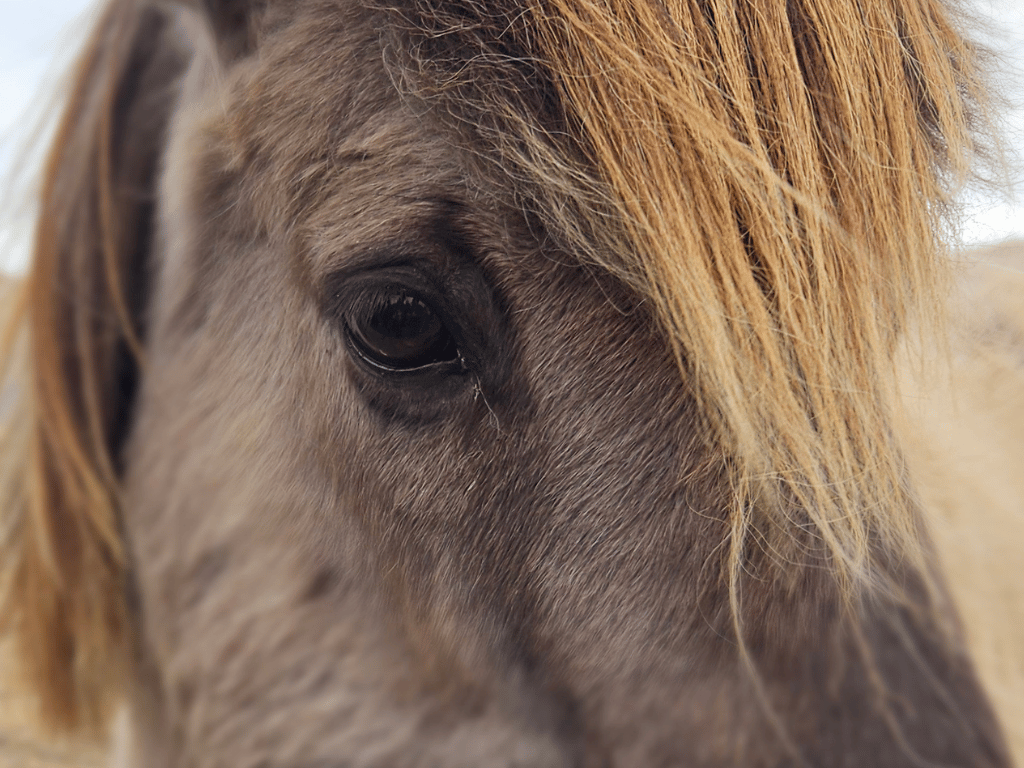 One photo, one story: The horses that can never go home