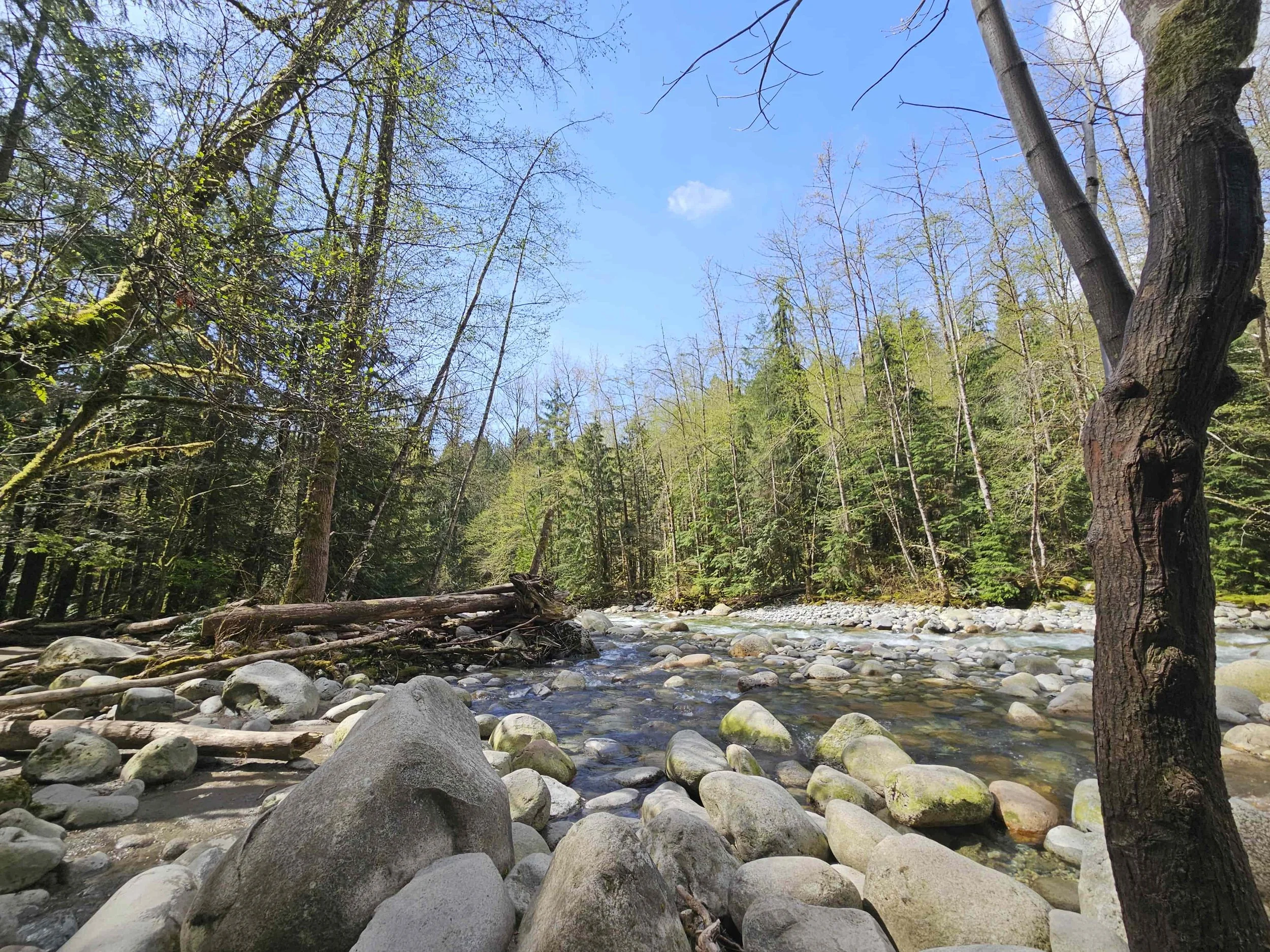 Rocks, trees and clear river waters of Lynn Canyon in Vancover.