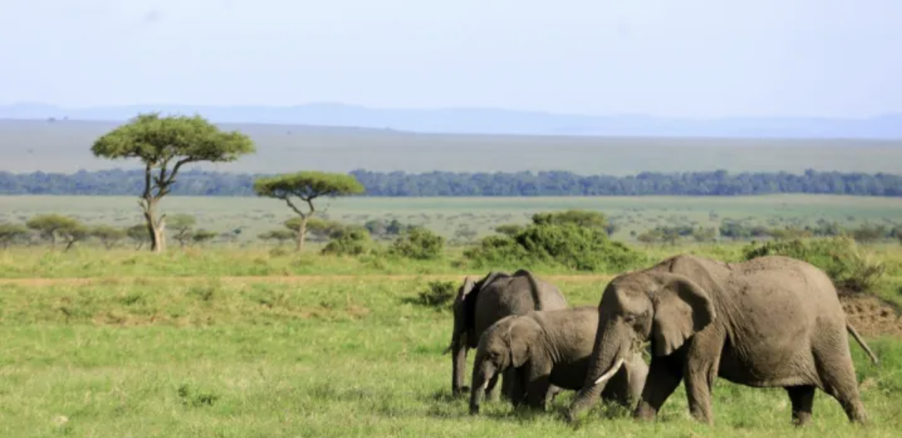 Can quantifying nature via biodiversity credits be a way to save it?, Devex