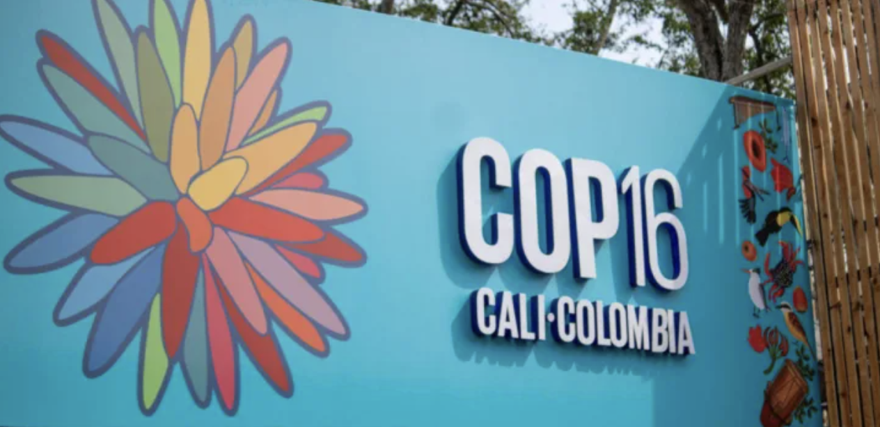 Everything on the table at COP16, Devex