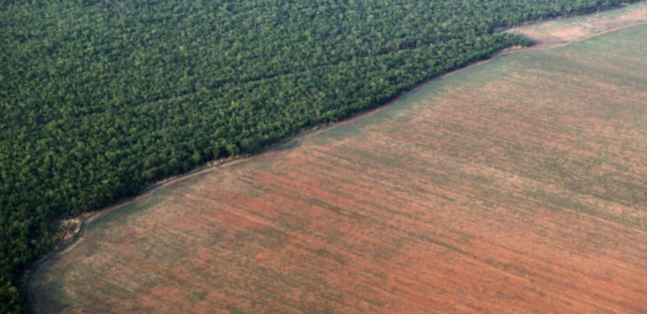 How did Brazil slash deforestation — and can others recreate the win?, Devex