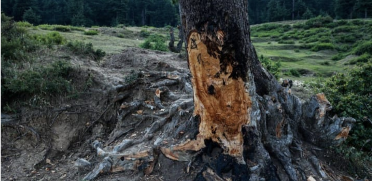 Report paints grim picture of global deforestation, with eyes on COP 16, Devex