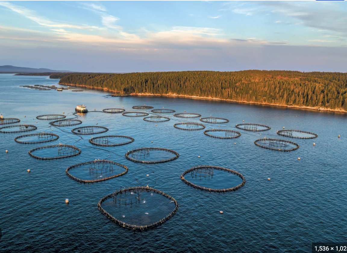 In Maine, residents rise up against industrial-scale aquaculture, The Food and Environment Reporting Network