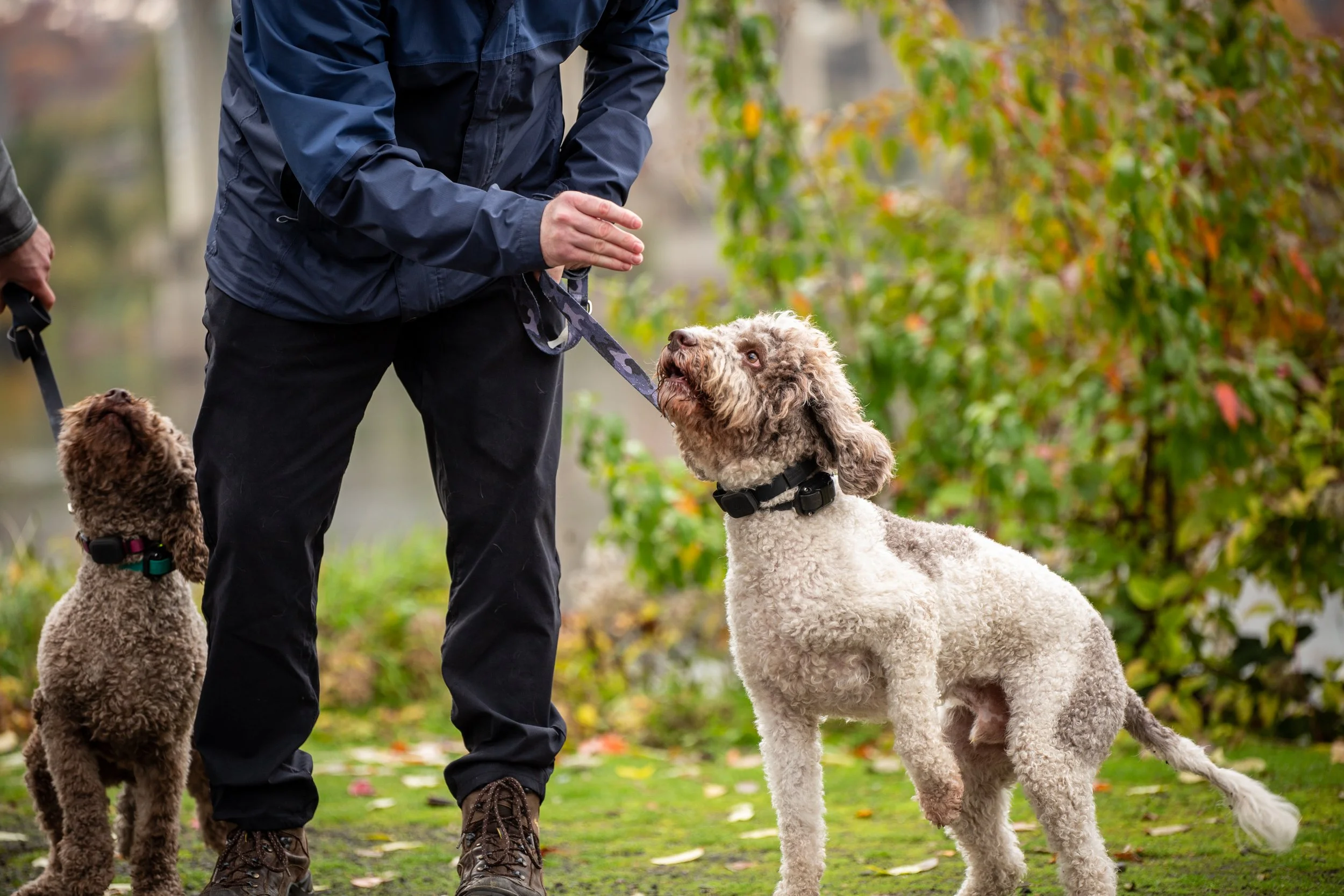 Bite Training Basics: Building Boundaries with Your Pup