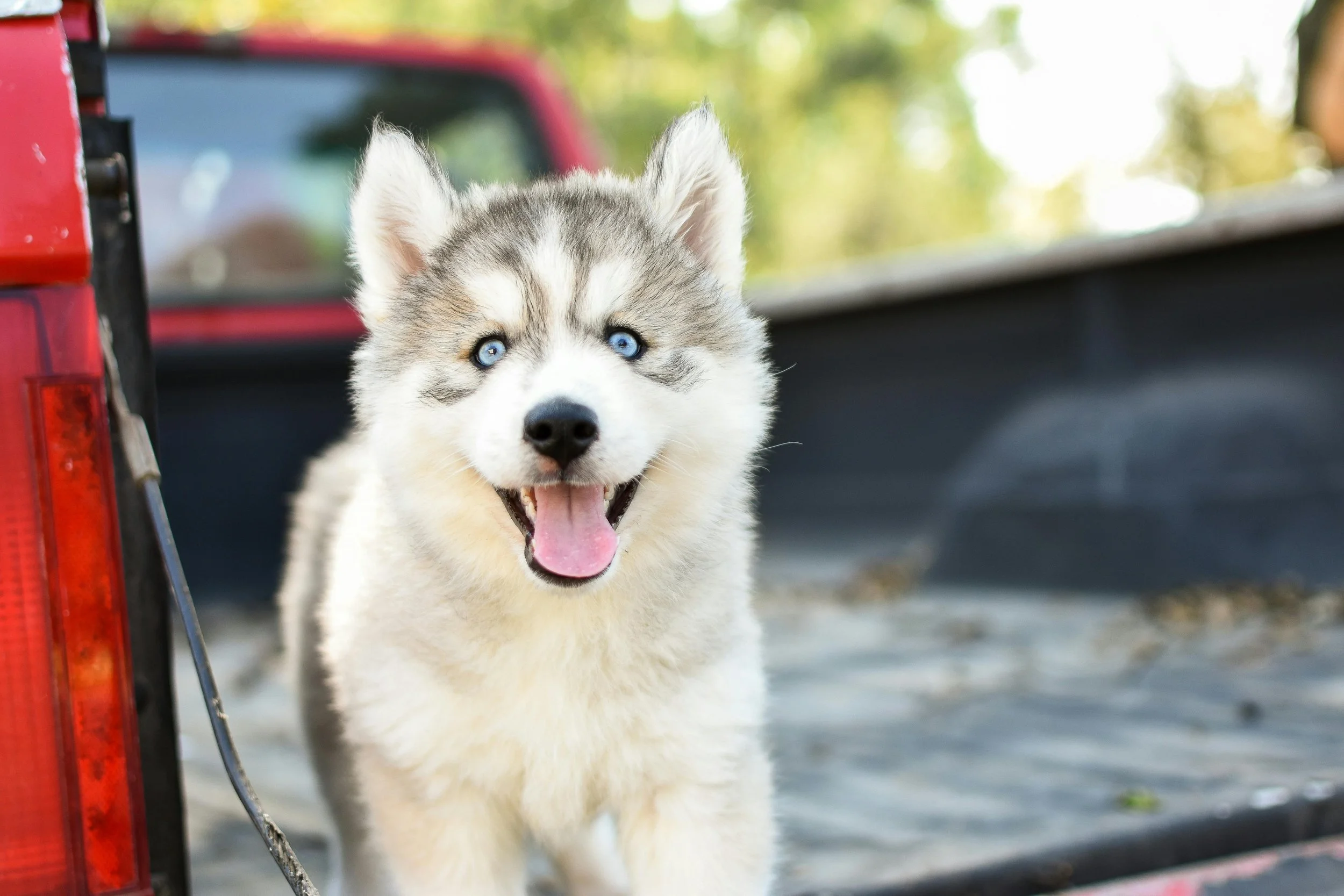 So You’re Ready for a Dog; What Breed Fits You?