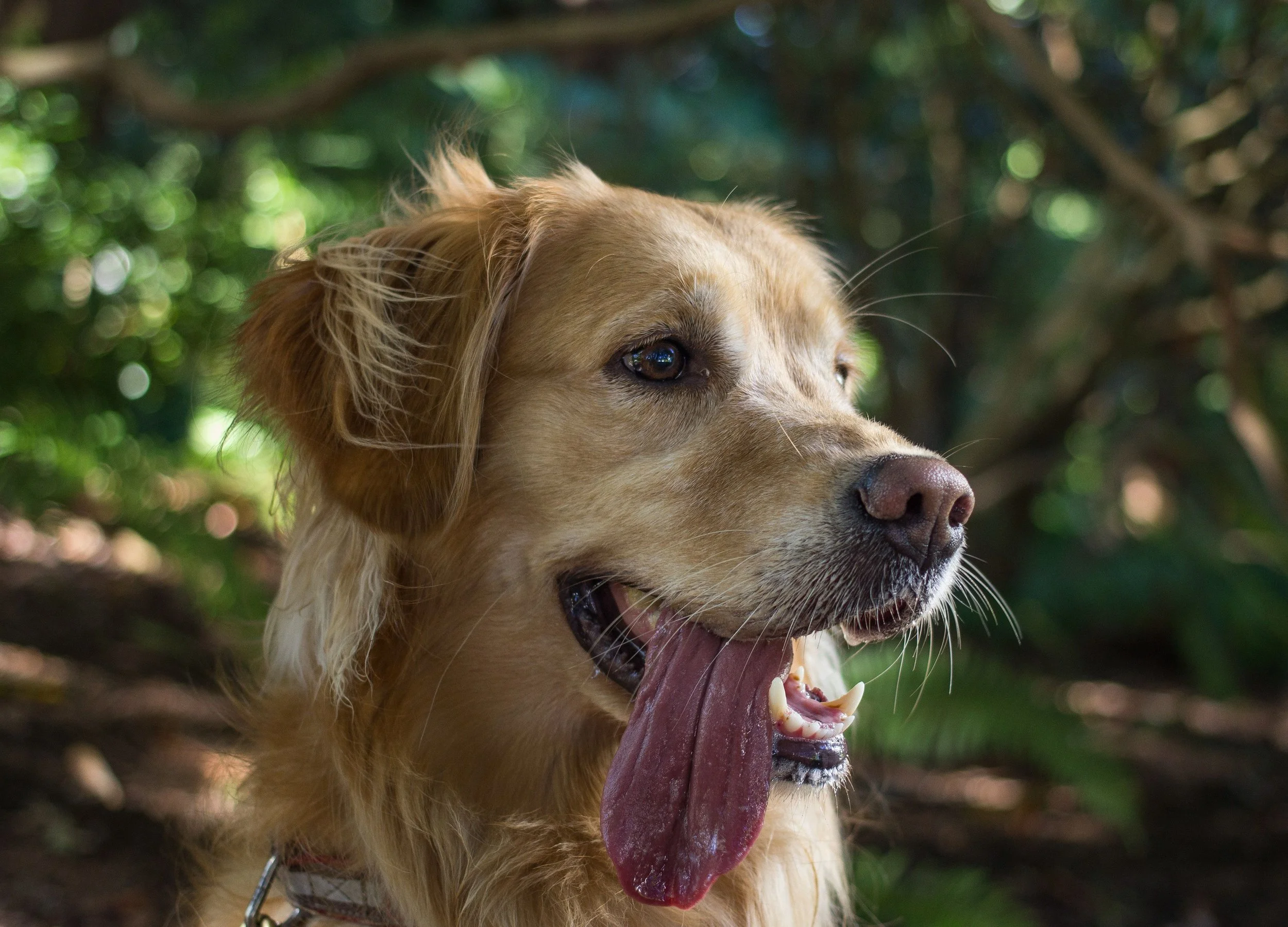 Keeping Your Dog Safe During Portland's Summer Heat