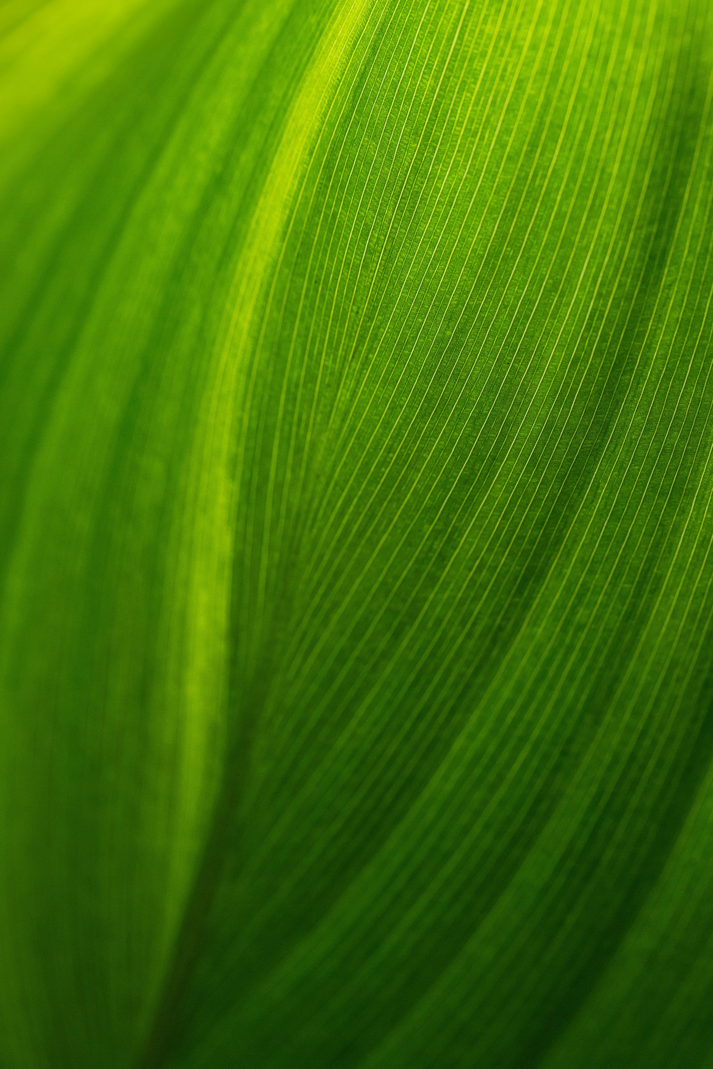 wayne's world - 25063493.jpg