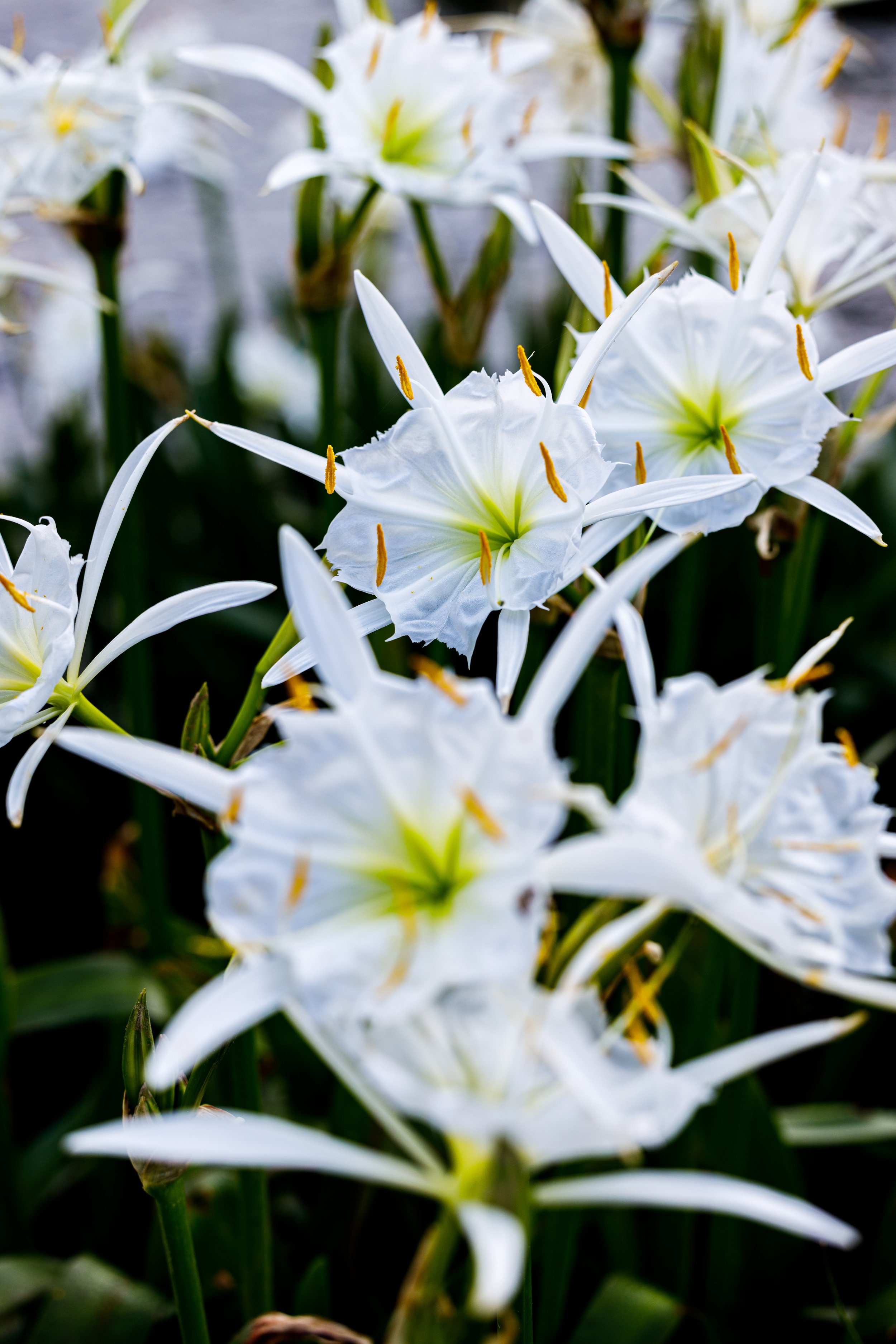 lilly - cahaba water lillies 2020 (202).jpg