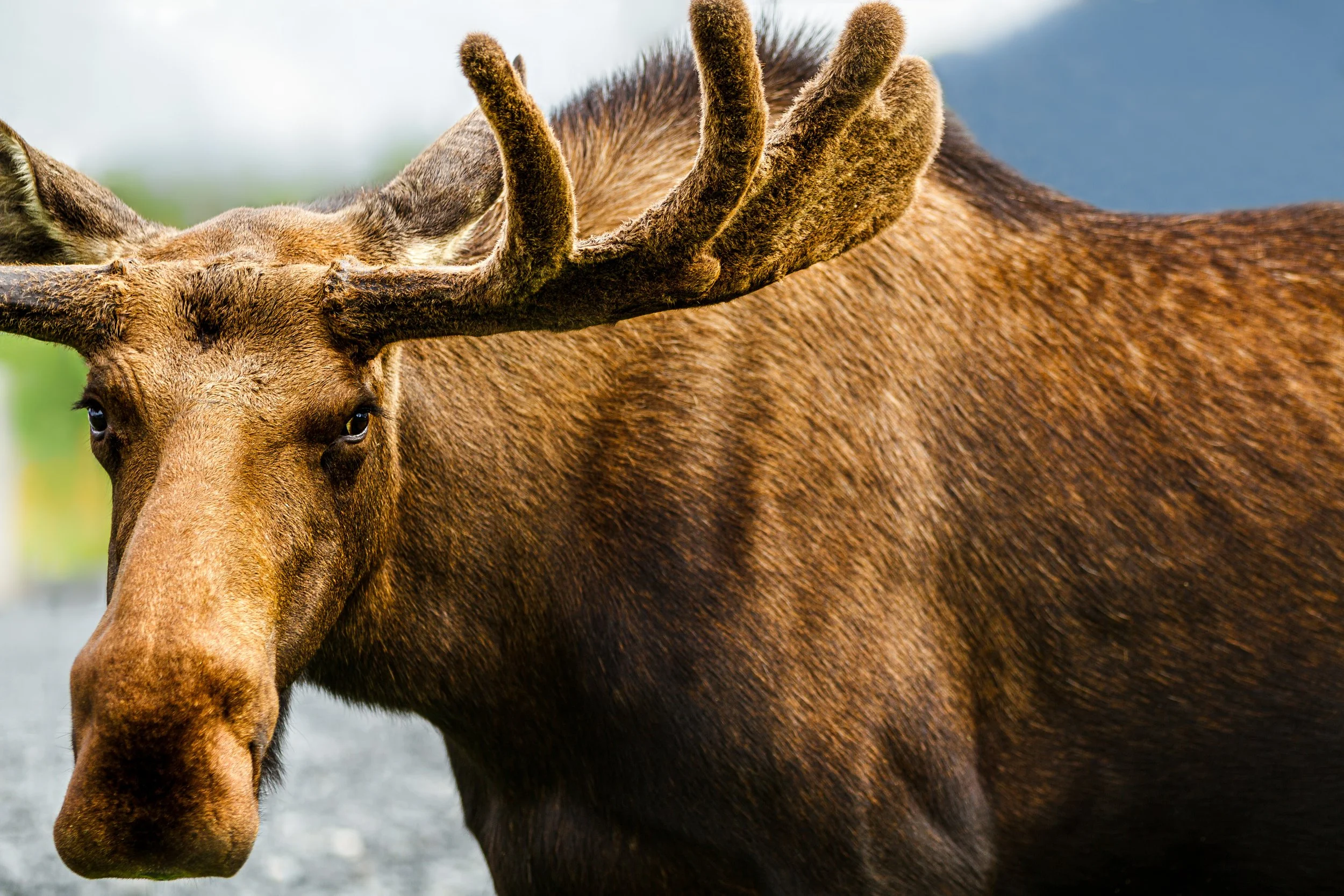 bullwinkle - IMG_6547-Edit-Edit.JPG