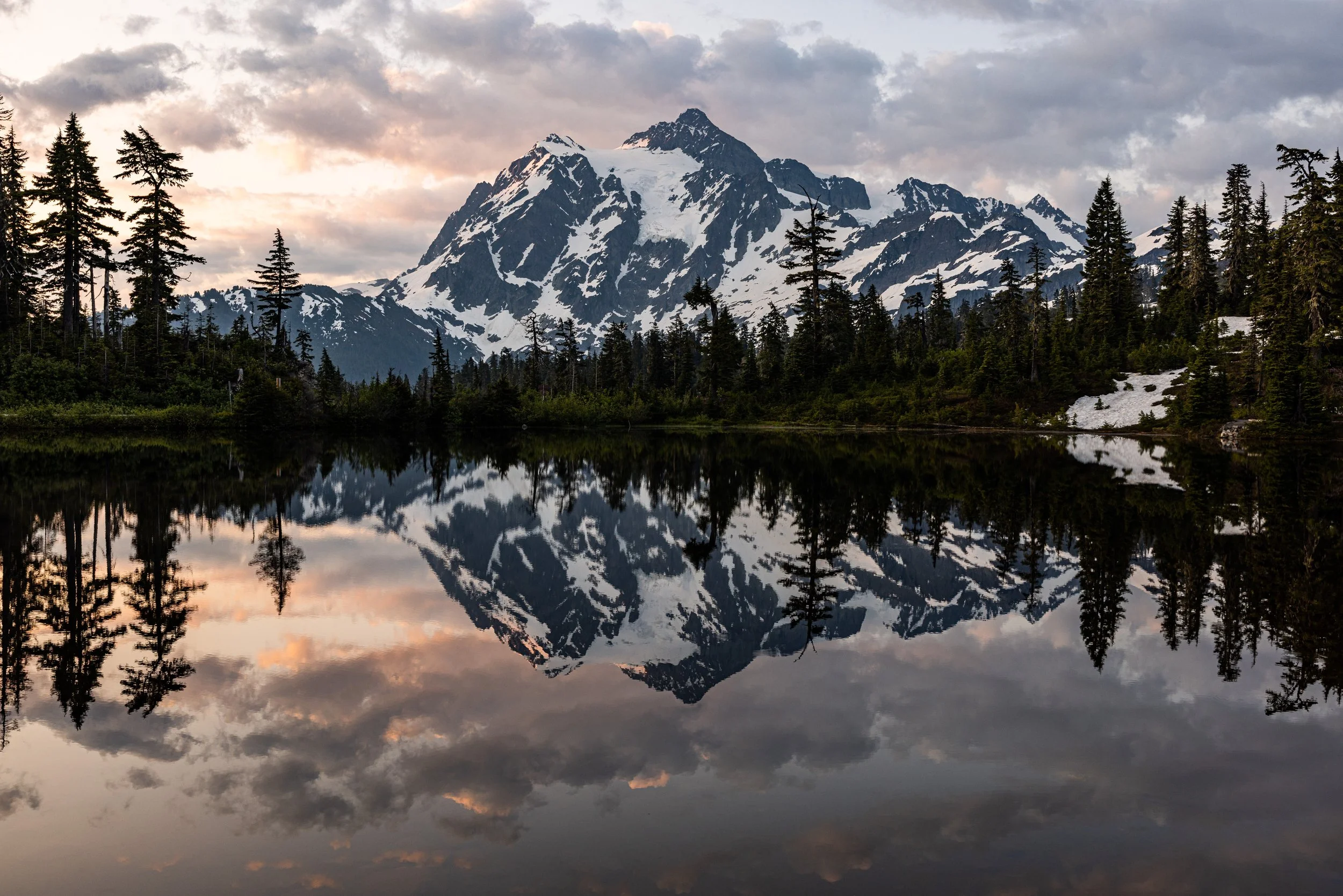 narcissus - 25060762.jpg