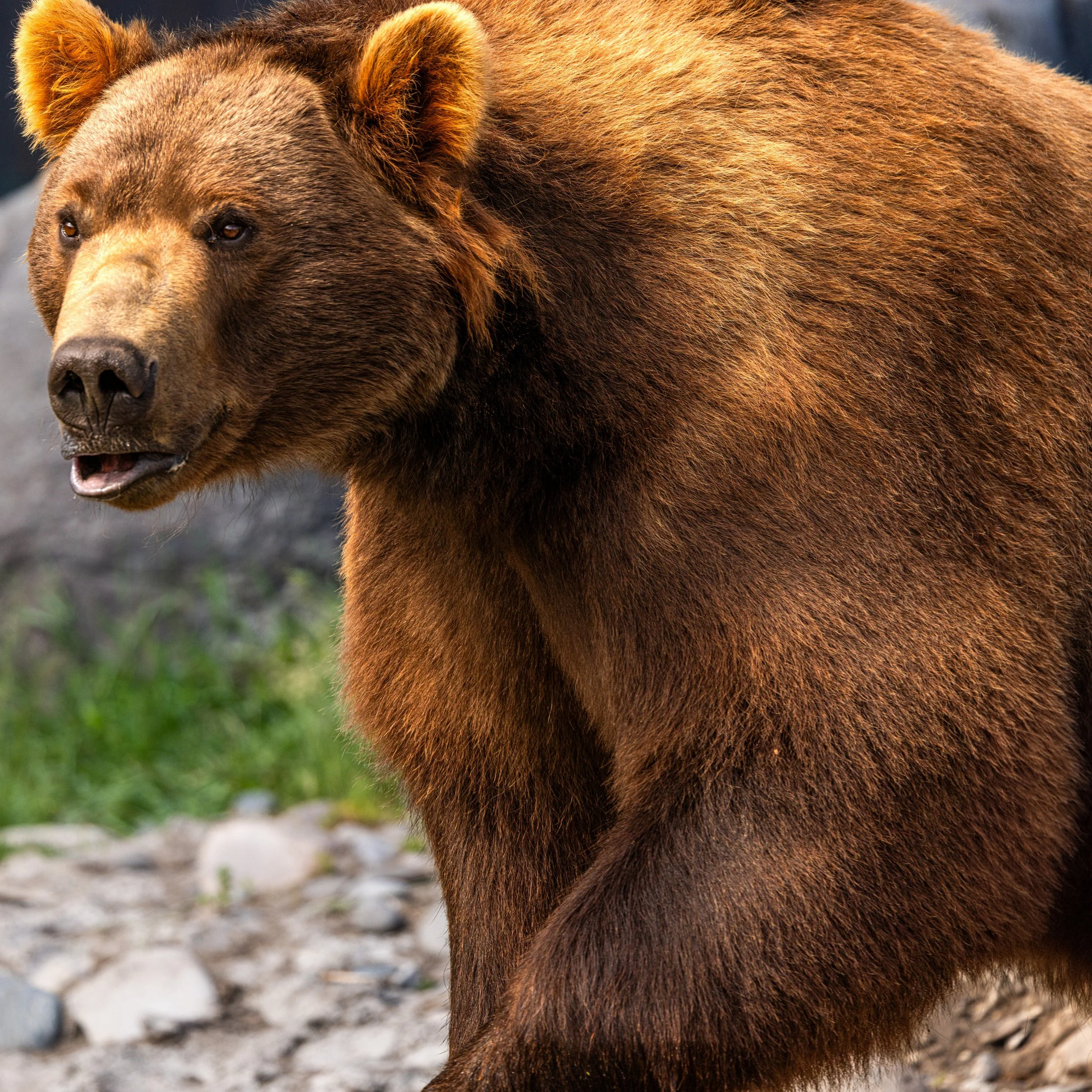 hey boo boo - 06246224-Enhanced-SR-2.jpg