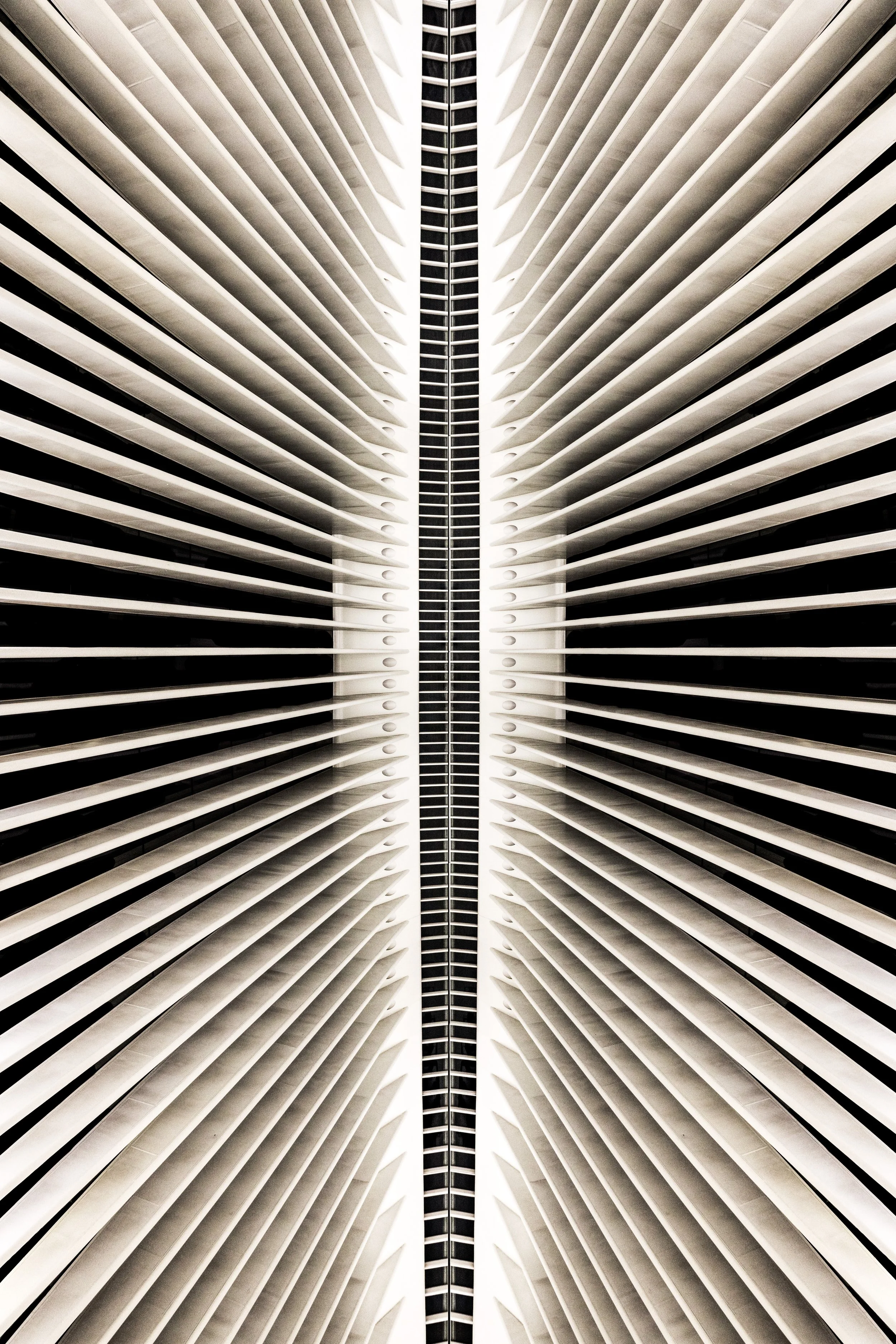 wings of an angel.JPG