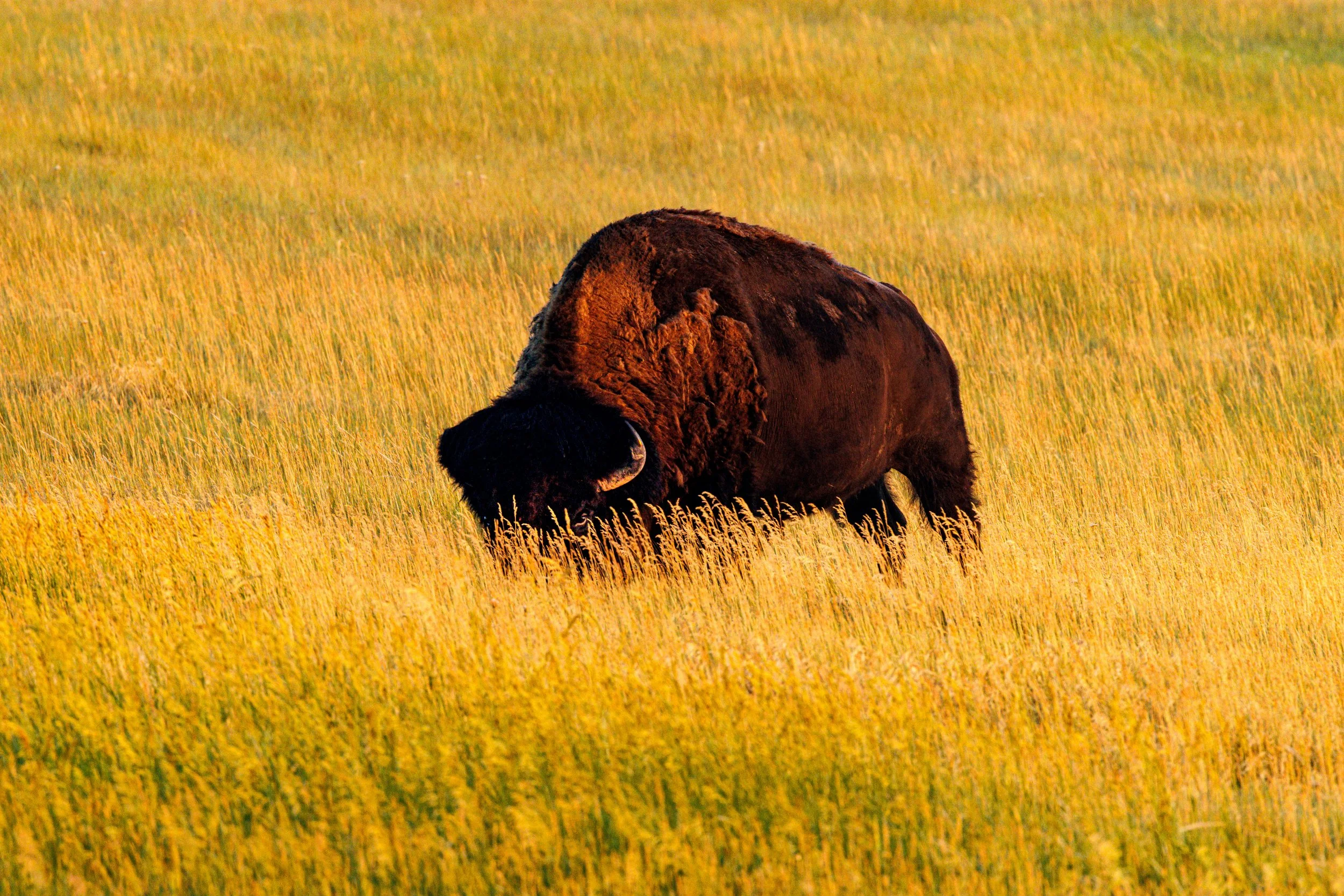 buffet buster - FLSH1164-Enhanced.jpg