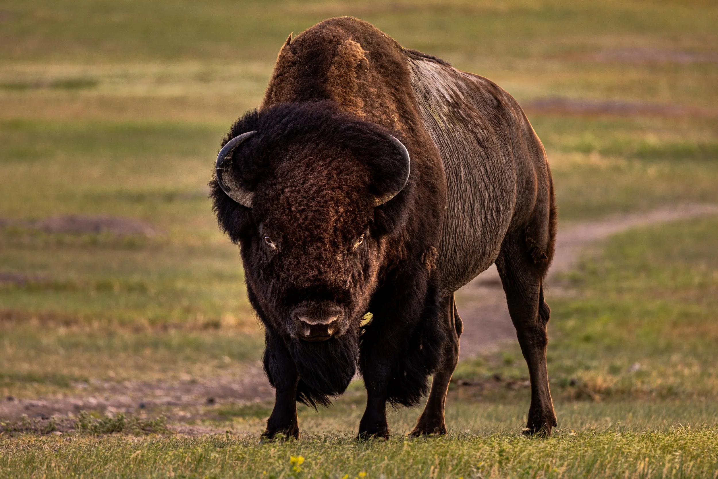 big boy - 06240499.jpg