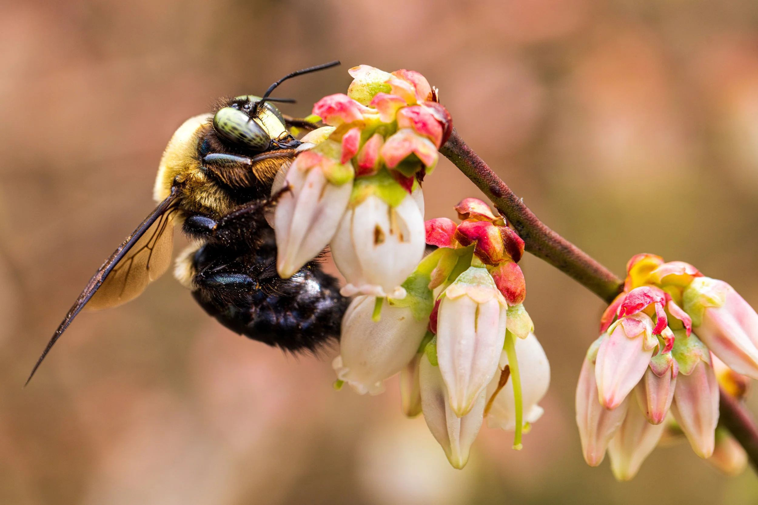 like bees n berries - 12239714-Enhanced.JPG