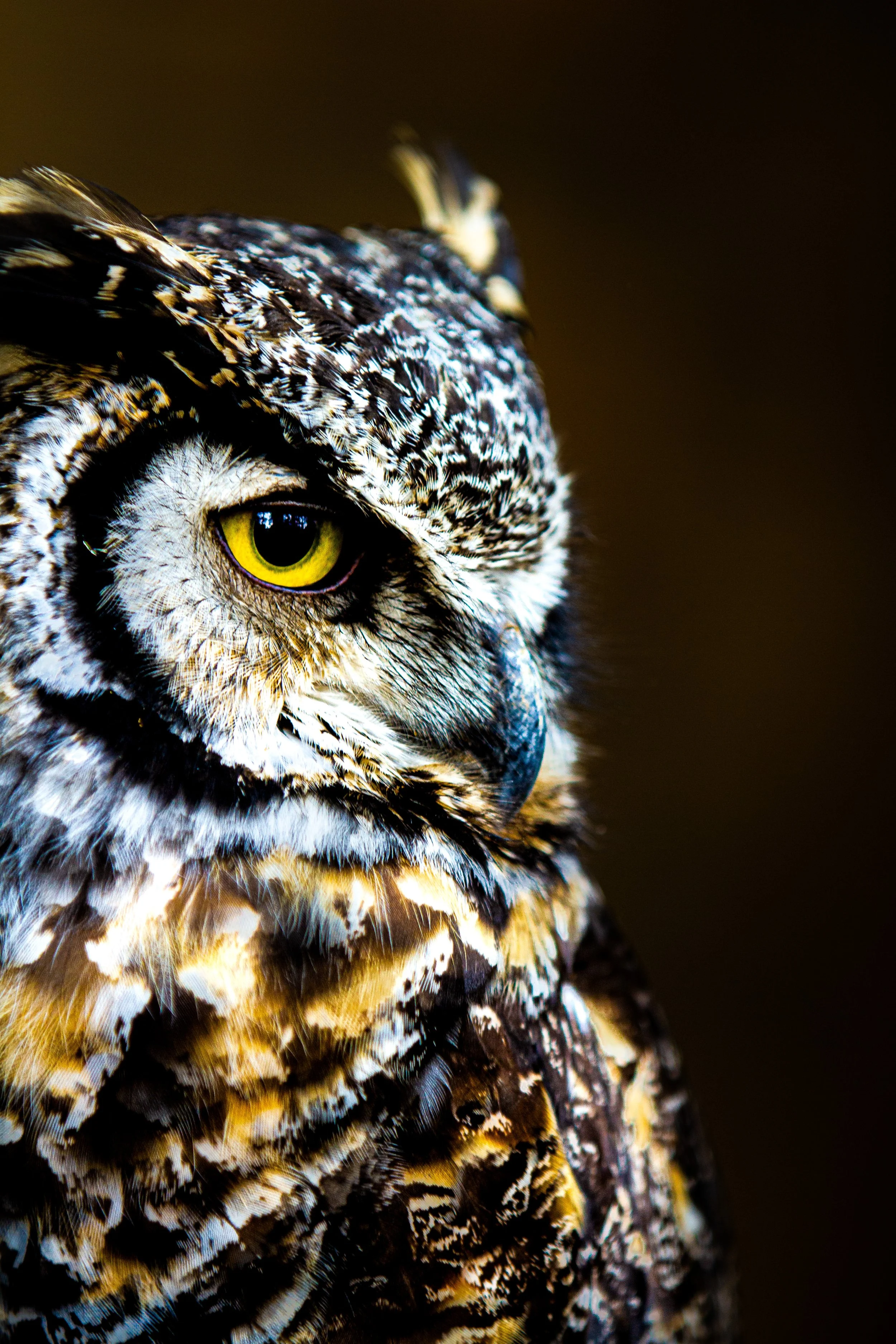 one hundred acre wood.JPG