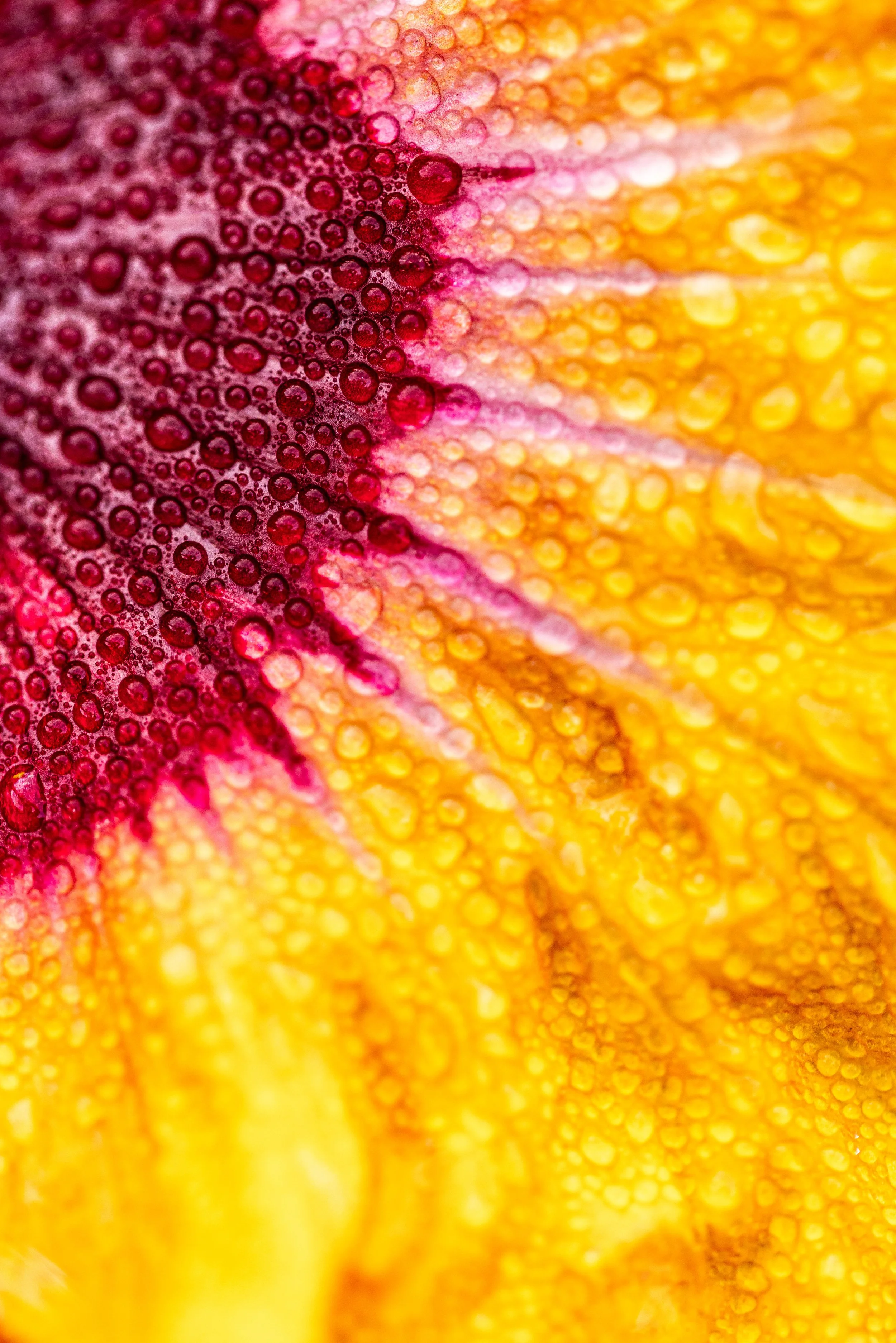 she's my kind of rain - 25064152.jpg