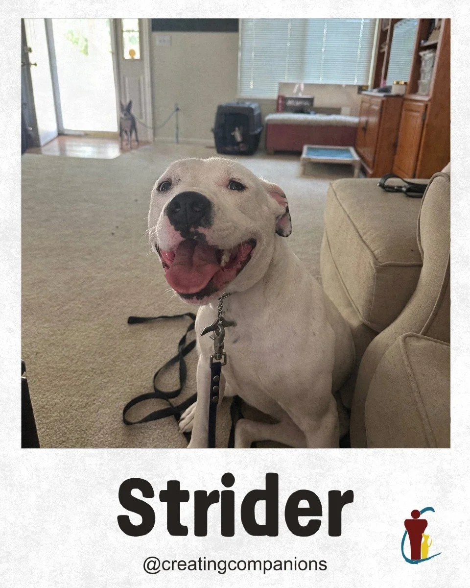 Picture Day!

Strider and Hershey have both recently finished board and train programs!