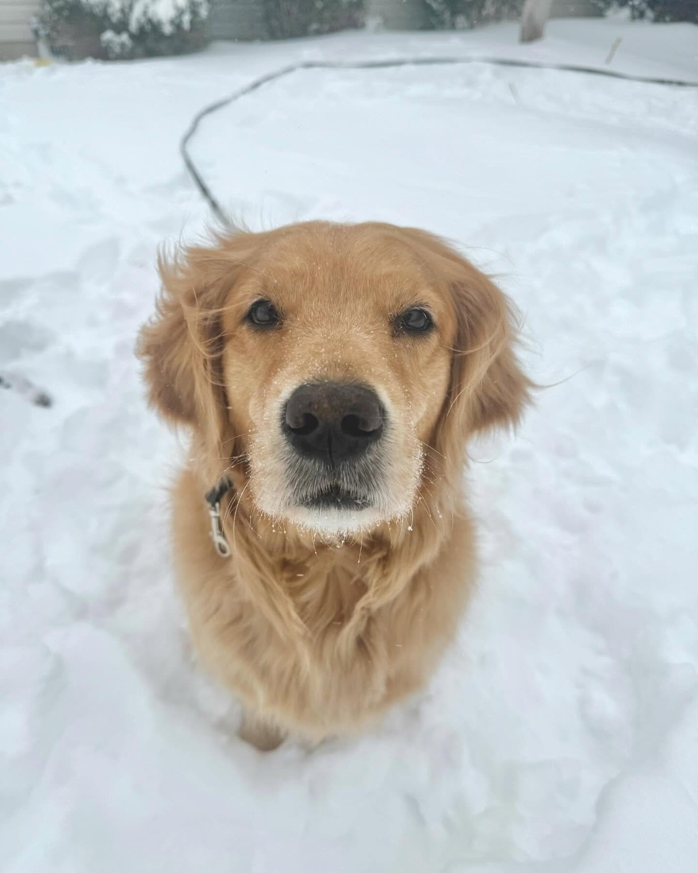 SNOW DAY!!!
Some dogs love it, some aren&rsquo;t a fan. The one in the last picture REALLY didn&rsquo;t like it 😉