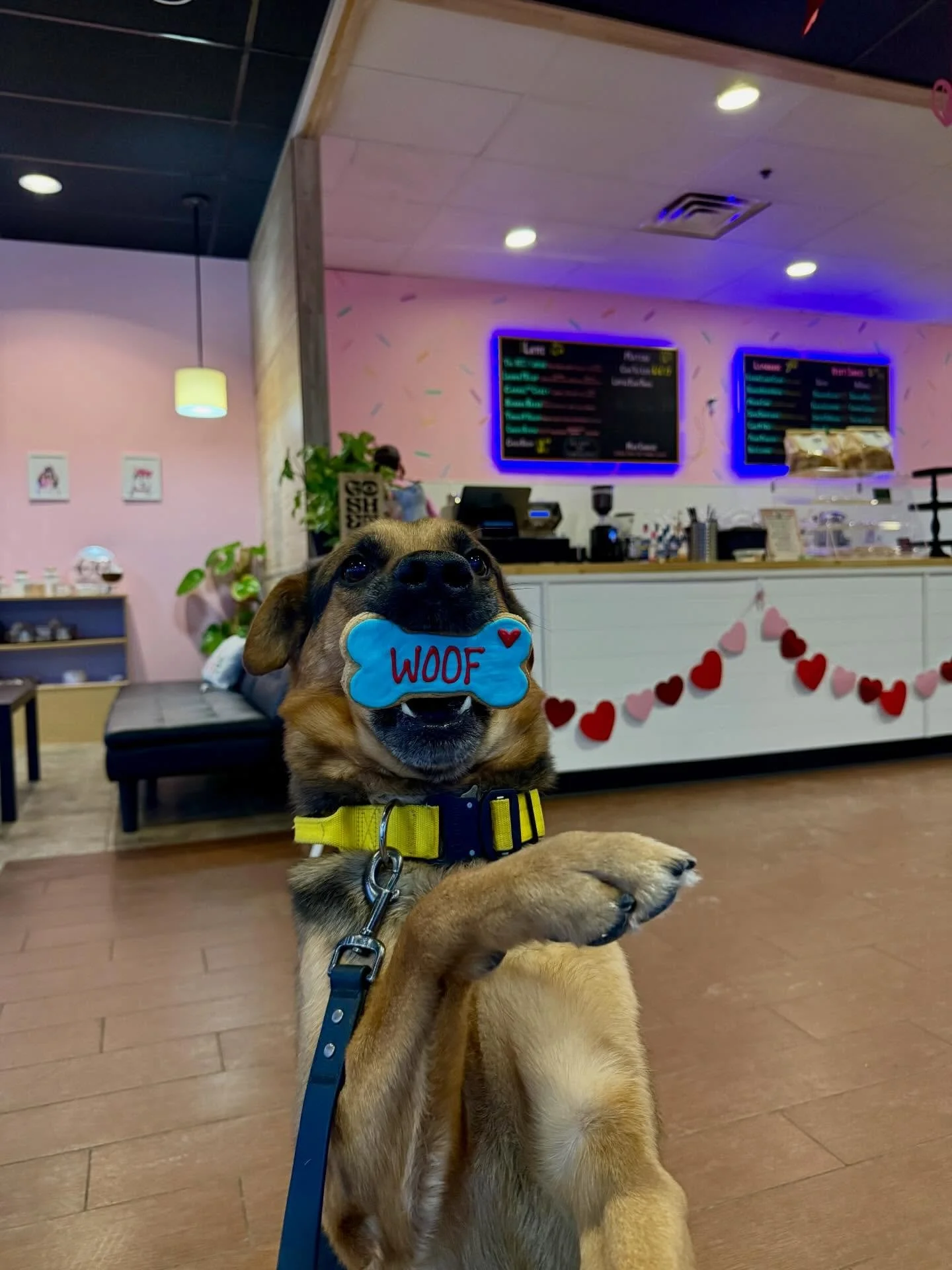 We finally got the chance to pop out to @tiltedheads22 !

Listen&hellip; if you have time please swing out with your pup. It would be a great trip for a training round. They have wonderful coffee, one of the best cookies I have had in a long time, an