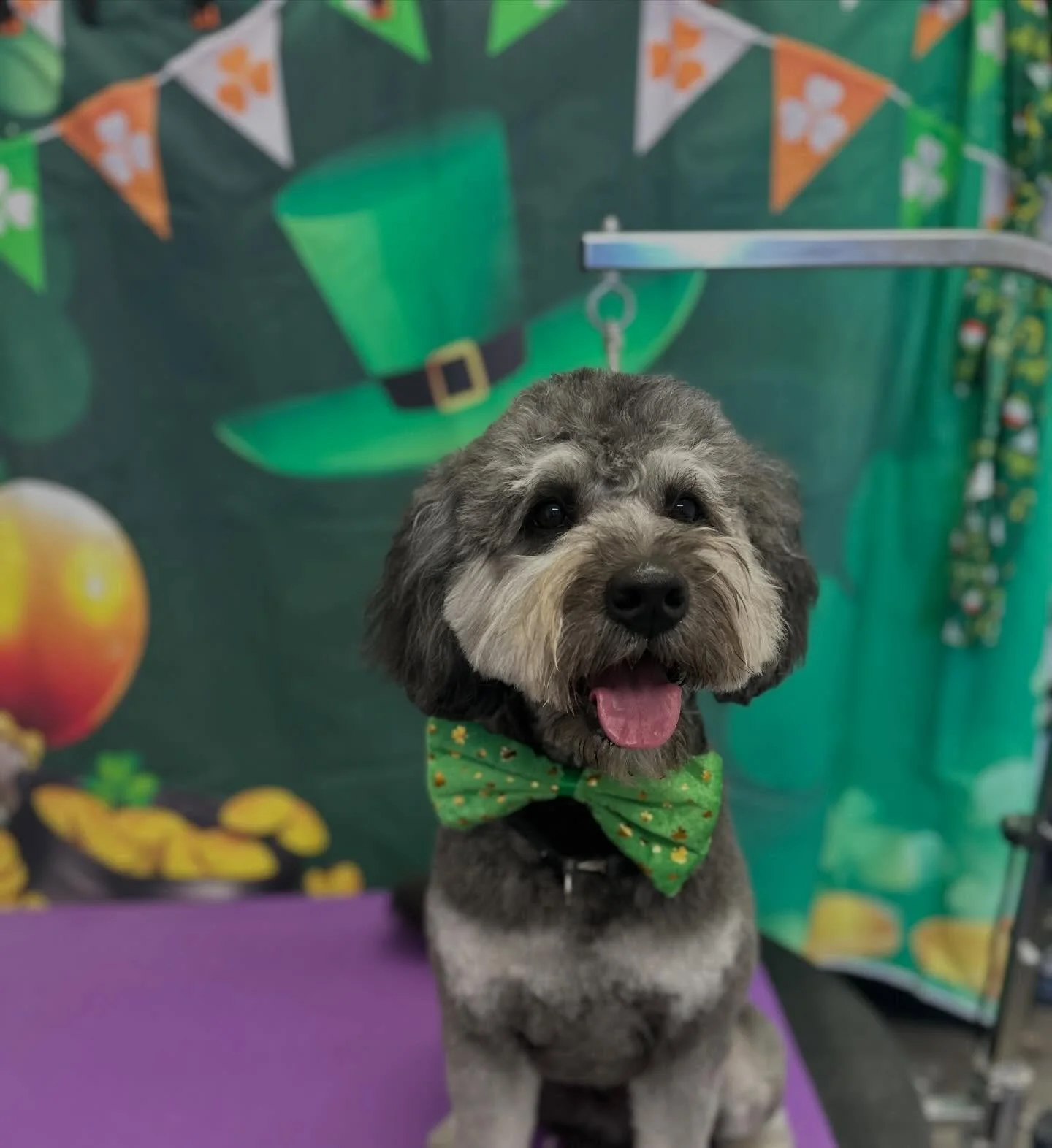 Grooming is a hands on, invasive procedure that is necessary for health, sanitation, and wellbeing. While some dogs do good with this naturally, it is normal for dogs to need some help learning how to navigate this process.

There are many groomers t