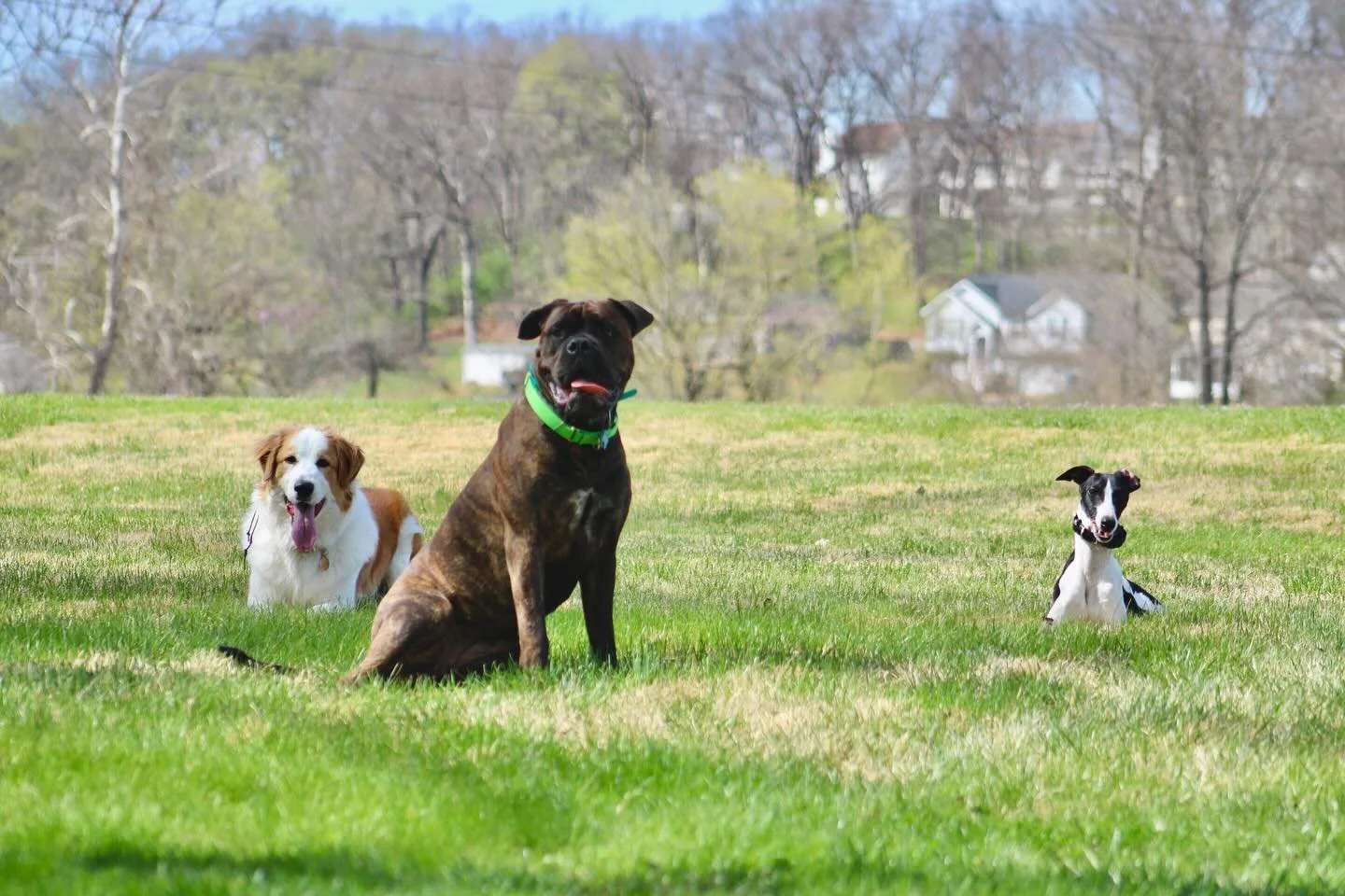 GIRLS DAY

Yesterday we had exclusively a girls outing. Three humans and four dogs took off to explore. Astra, Gypsy, Nyx, and Phoebe got to roam all across fields and creeks,  around ponds, and over and under bridges. They played, they heeled, the p