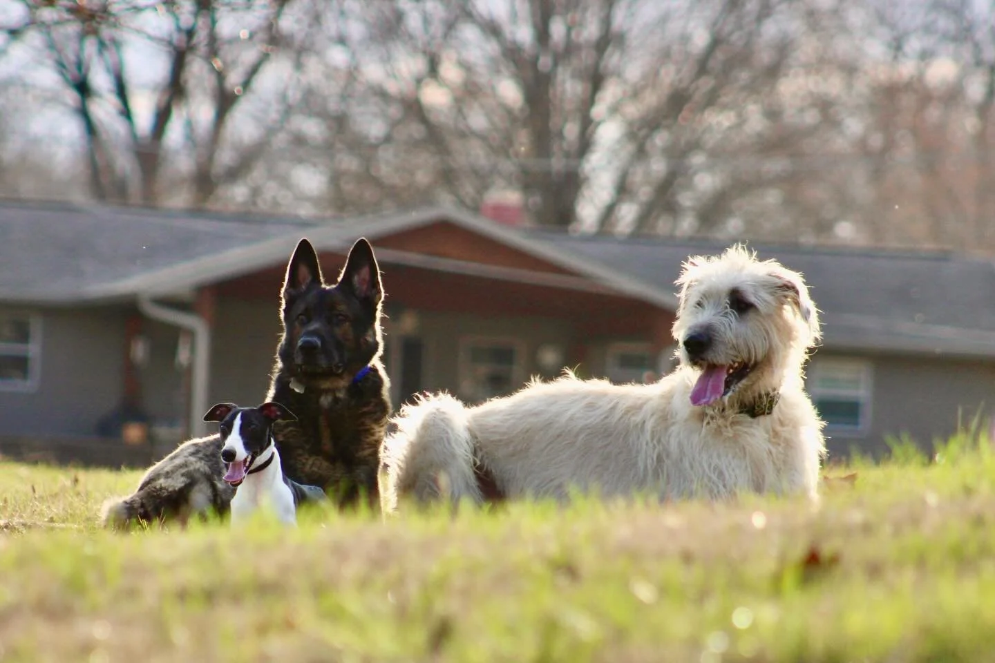 Titan, Kelly, and Phoebe enjoying the wide open areas to run and play and practice obedience.