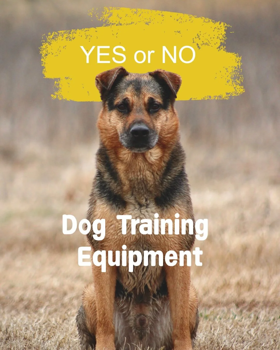 They may look similar at times, but for me, only one will do. The reason typically lies in what is safer for the dog and what makes training smoother and more easily understood.
