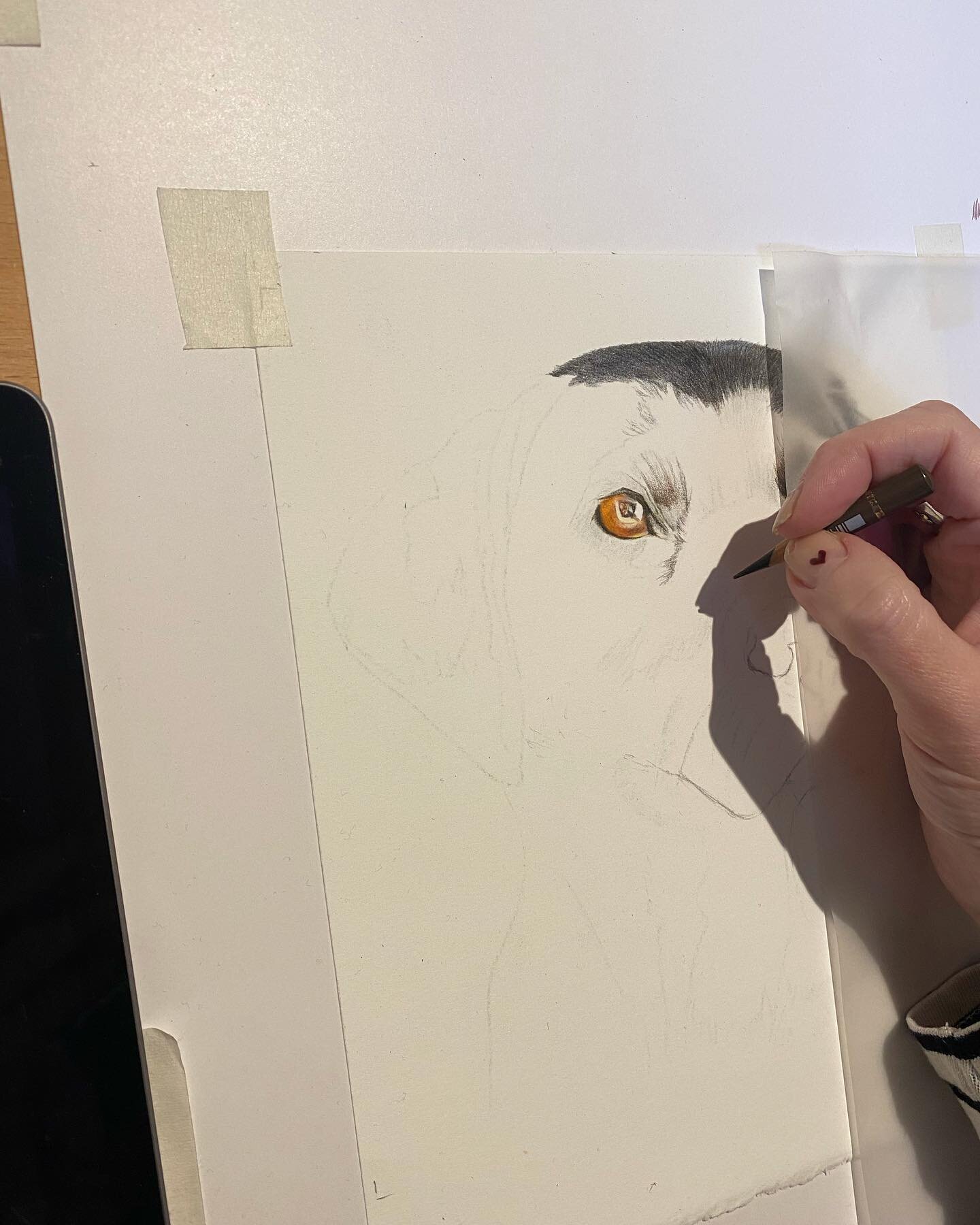 On a roll with the next handsome face! Hope you have all had a good Tuesday everyone.  #drawingsforlife #specialgiftsforspecialpeople #petportraitcommission #artistsuk #colourpencilart