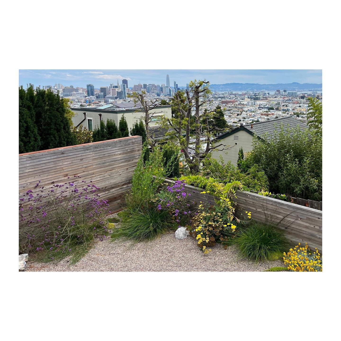 Layers of views. 

#garden #backyard #californiagarden #design #gardendesign #landscapedesign #homedesign #art #landscapearchitecture #droughttolerant #plants #studiomoonya