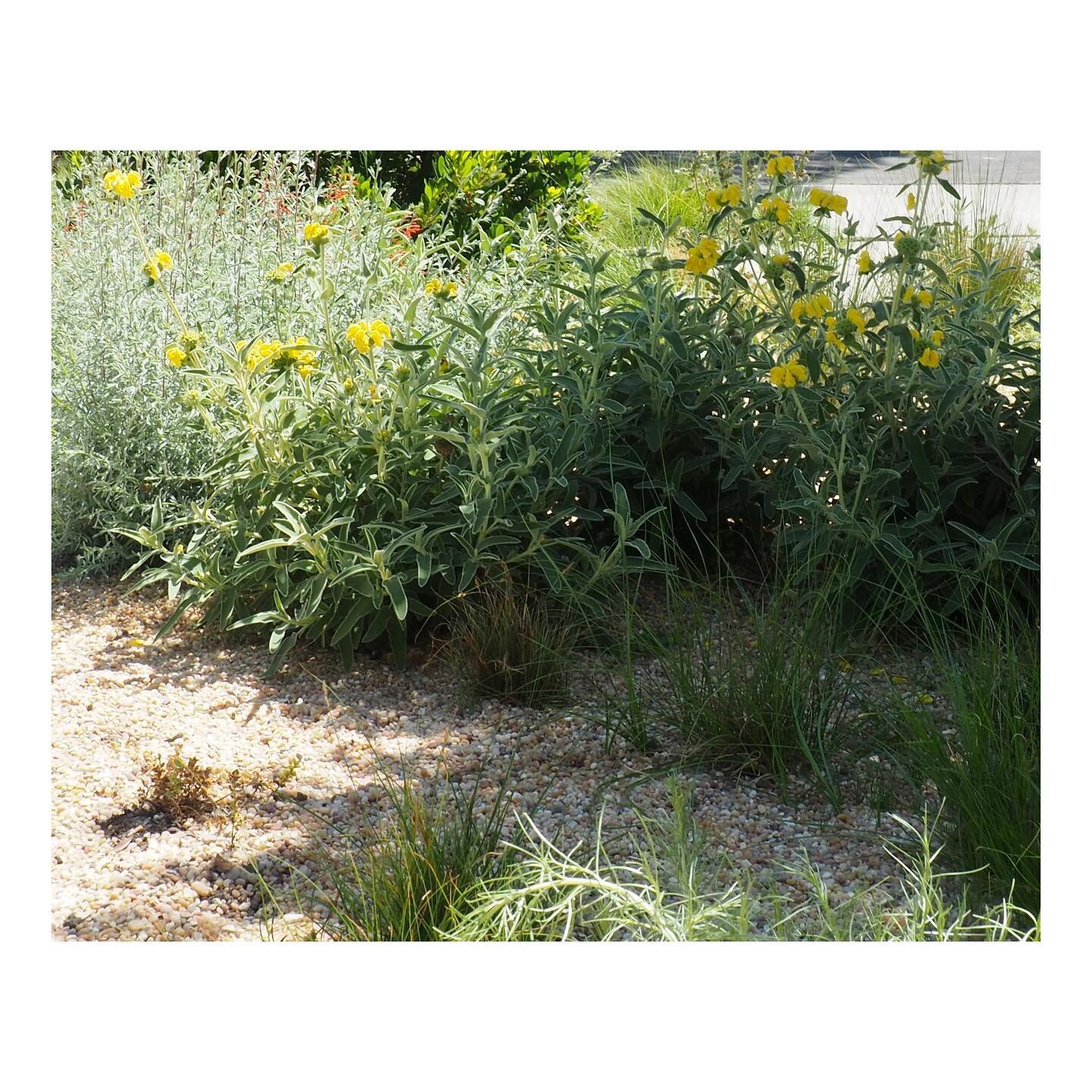 Sage &amp; Sun

#garden #backyard #californiagarden #design #gardendesign #landscapedesign #homedesign #art #landscapearchitecture #droughttolerant #plants #studiomoonya