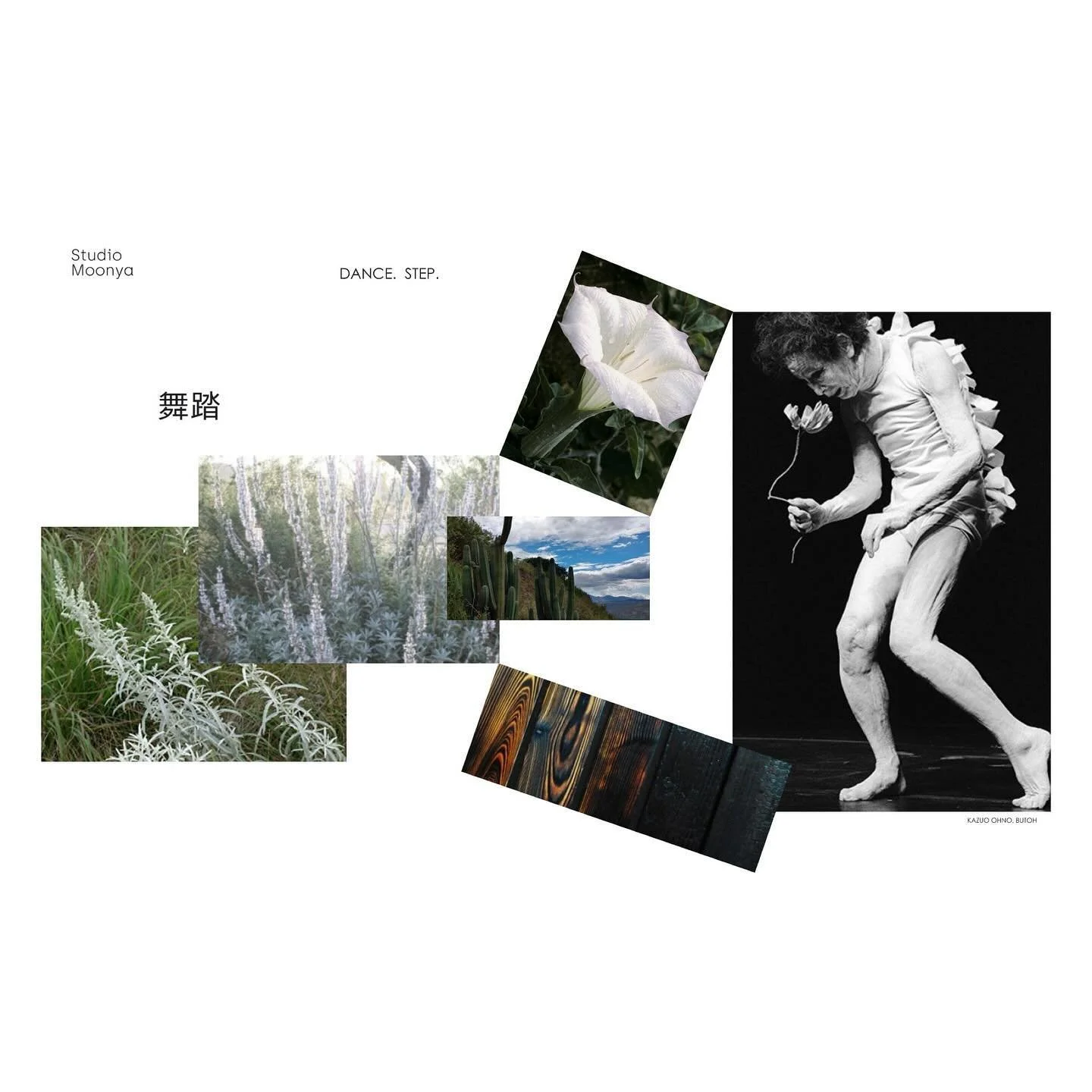 A Japanese-American client wanted to honor their family's Japanese ancestry:::

A garden inspired by Butoh dance.  Sacred Datura.  Medicinal sage.  Burnt cedar. 

Kazuo Ohno, RIP

Immigrants are beautiful.  Immigrants are the backbone.

In collaborat