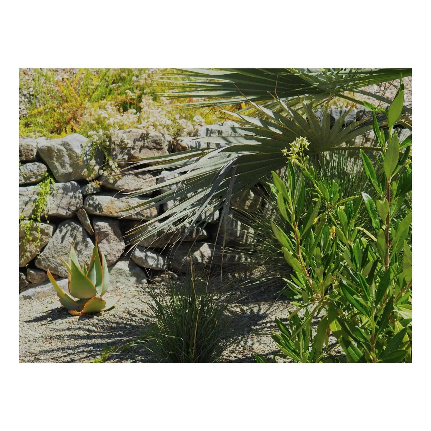 Brahea armata, Aloe striata, Carpenteria californica 'Elizabeth', Festuca californica... a herd of drought tolerant california natives and some climate appropriate non-invasive buddies from elsewhere.  These will double or triple in size over the nex