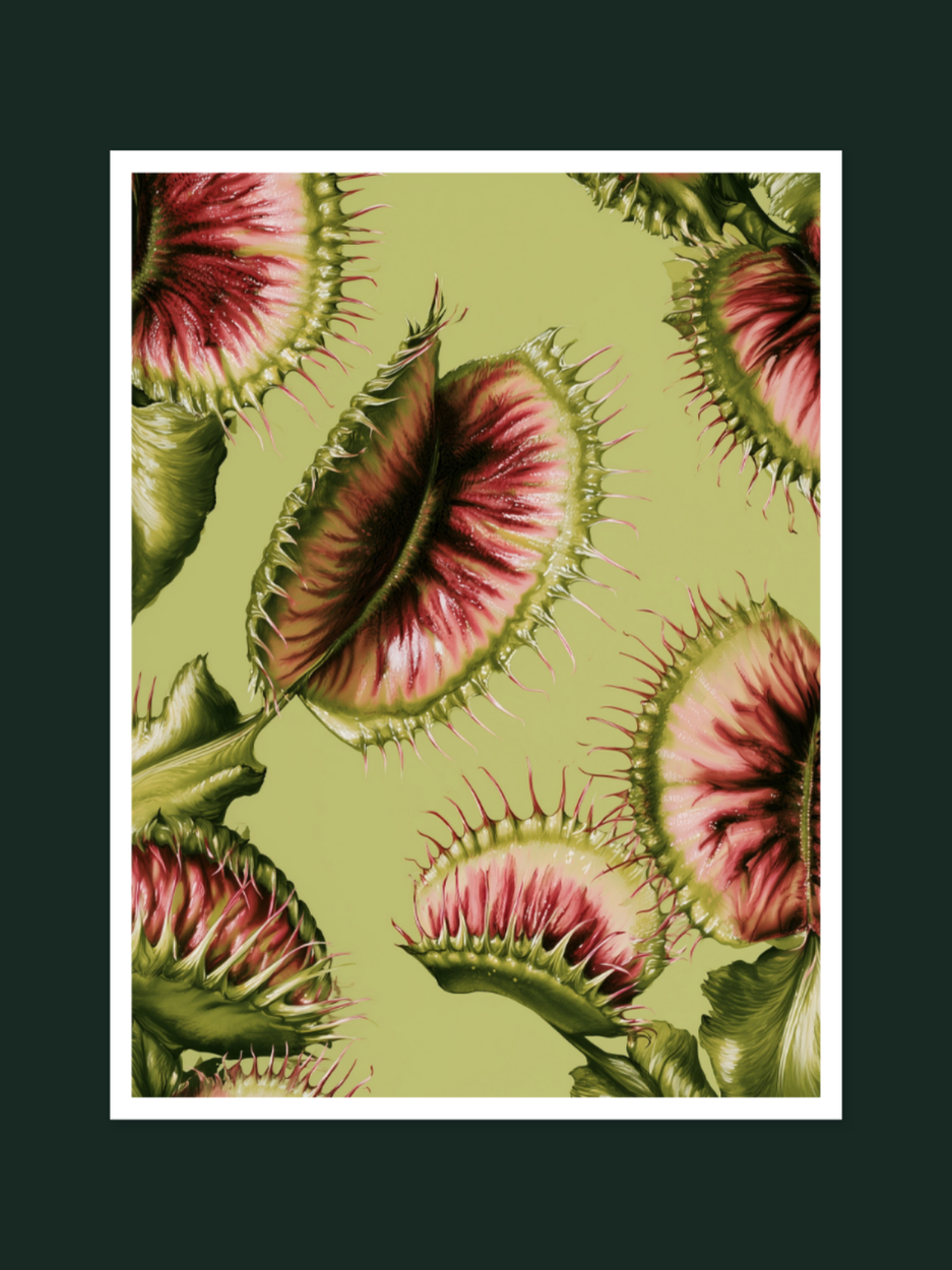 Venus Flytrap 1124