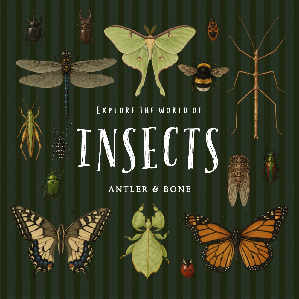 Antler & Bone Covers.png