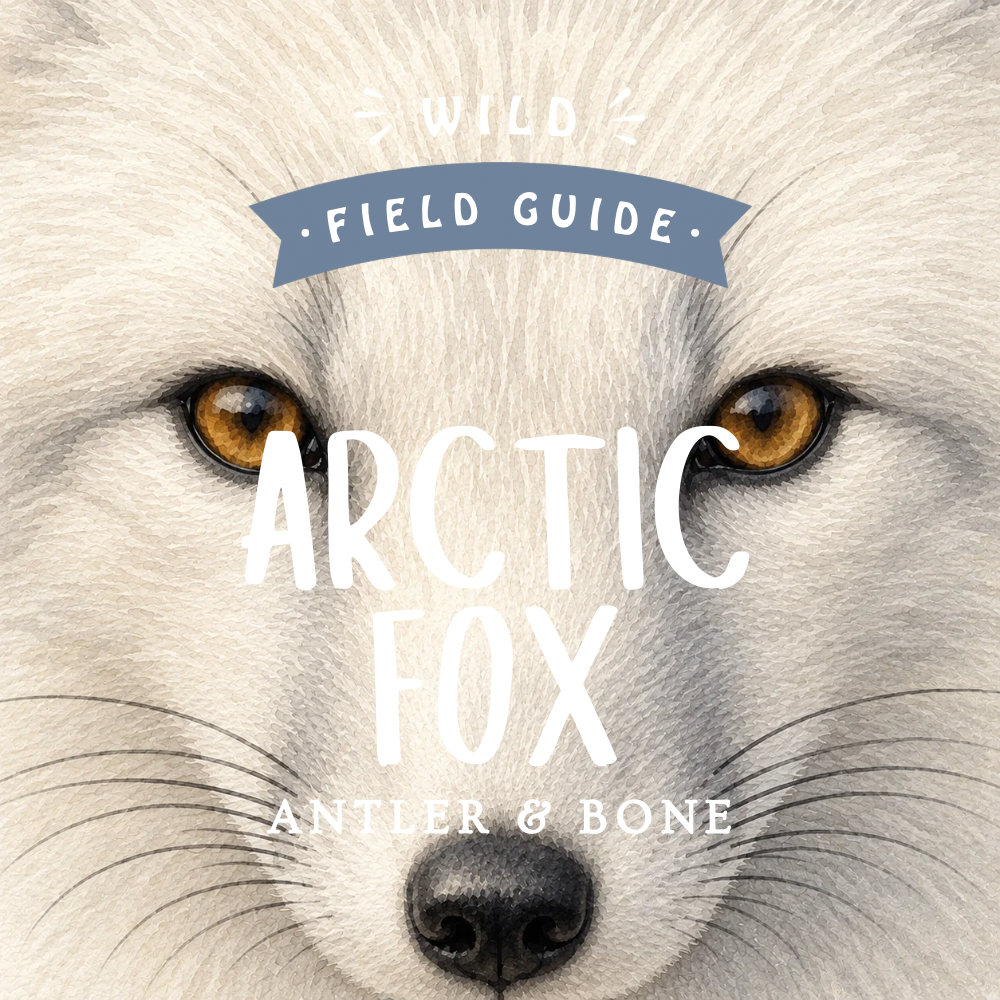 Arctic Fox